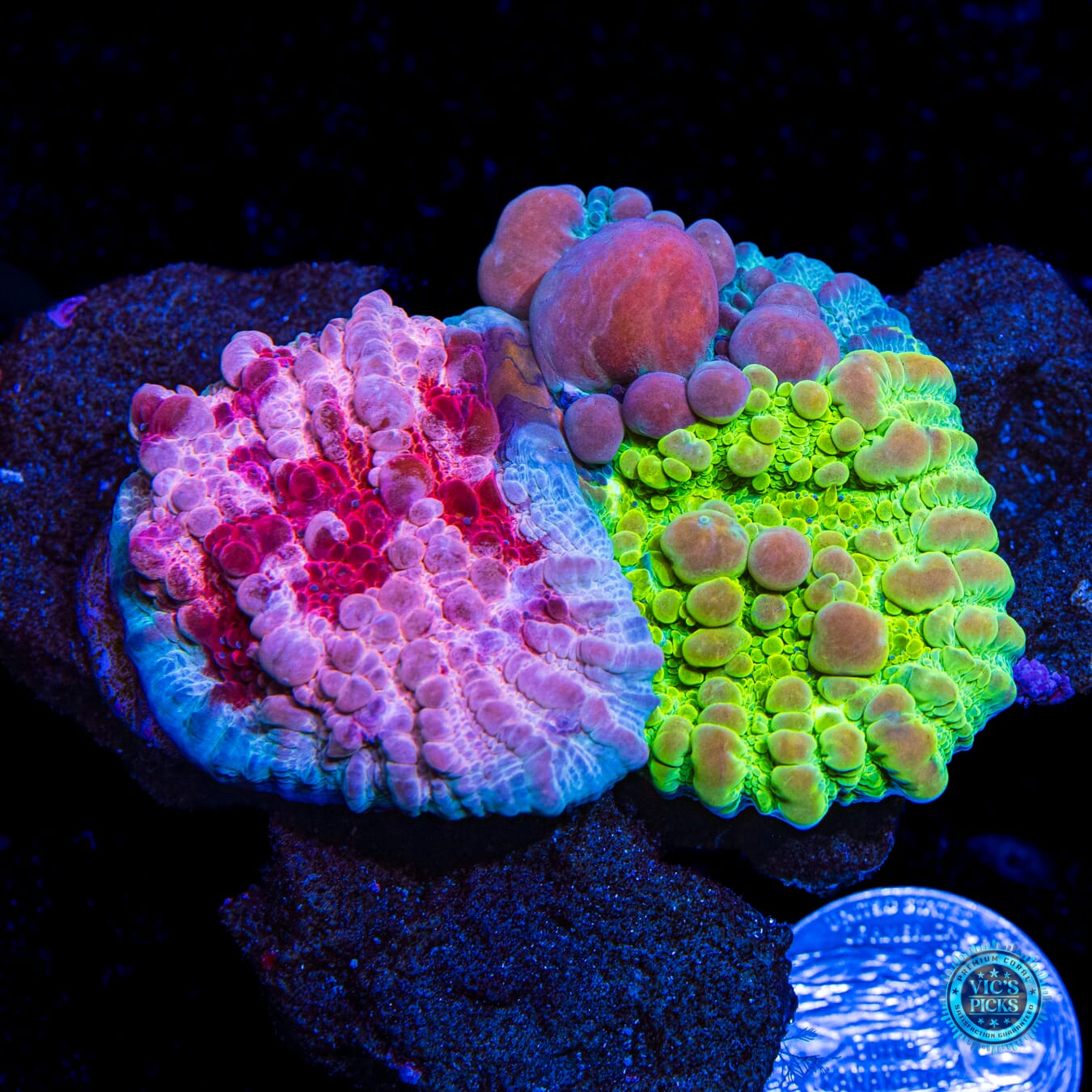 Fused WWC Freezer Burn Bounce Chalice and Cosmic Candy Grafted Bounce Chalice - Daylight Photo