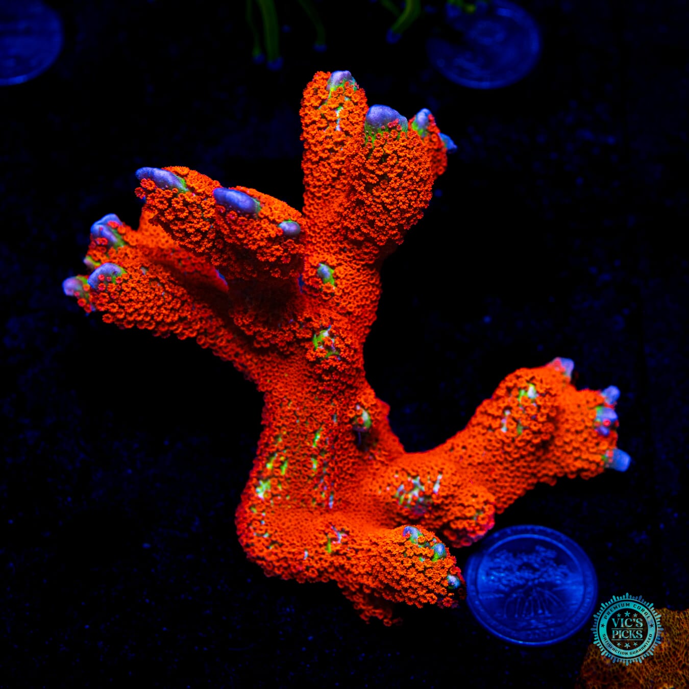 Forest Fire Digitata Montipora - Daylight Photo