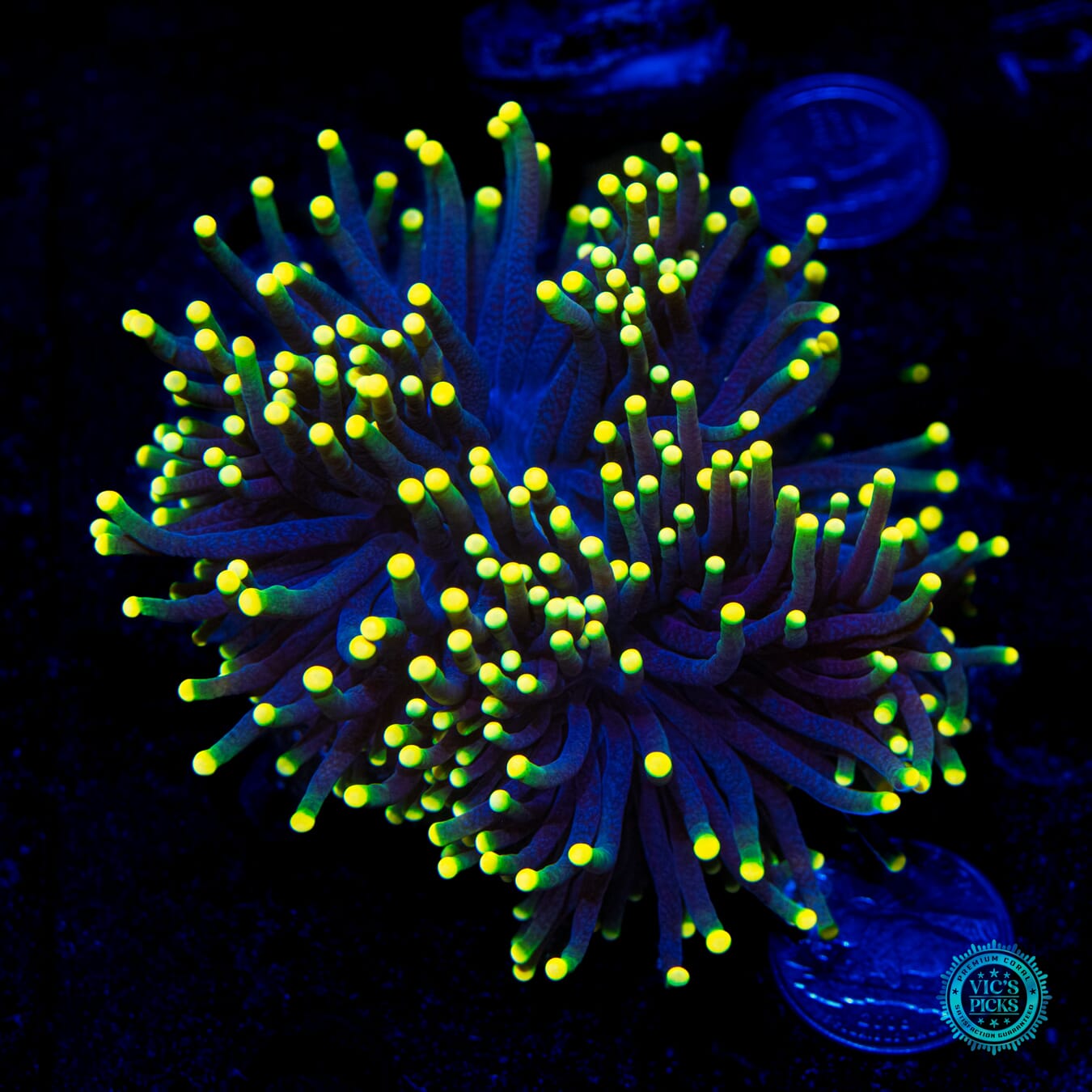 Rasta Torch - Daylight Photo