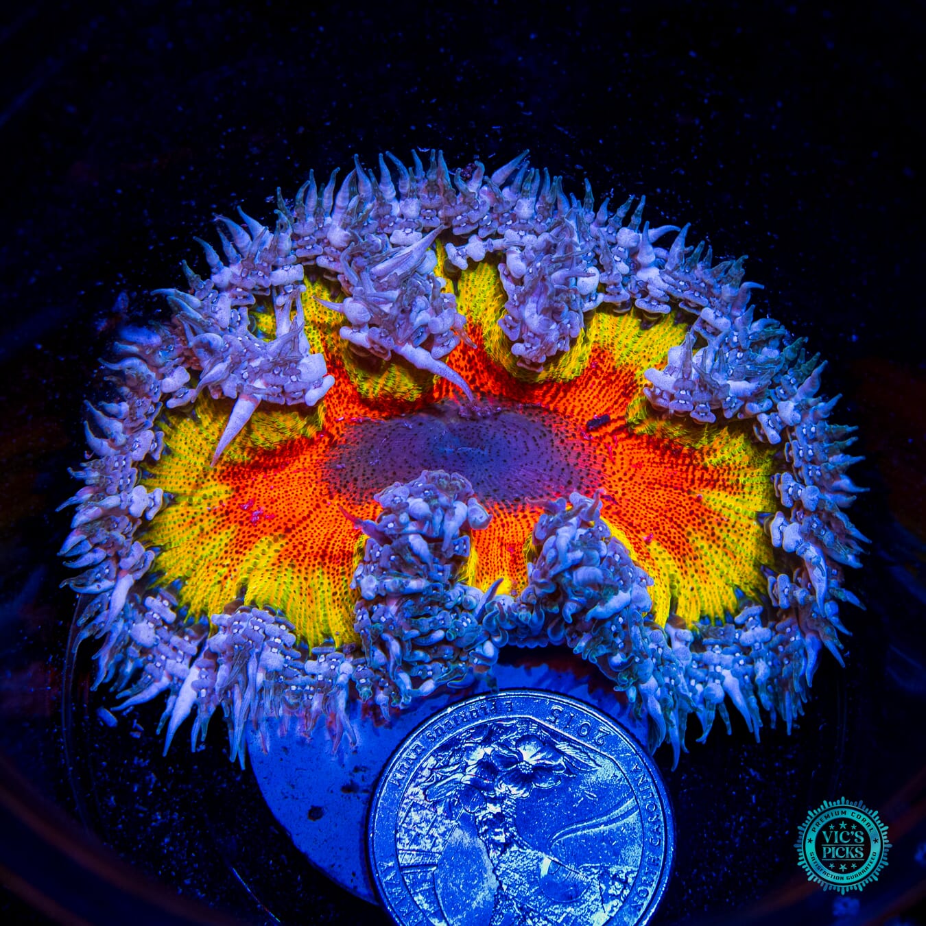 Eternal Sun Rock Flower Anemone - Daylight Photo