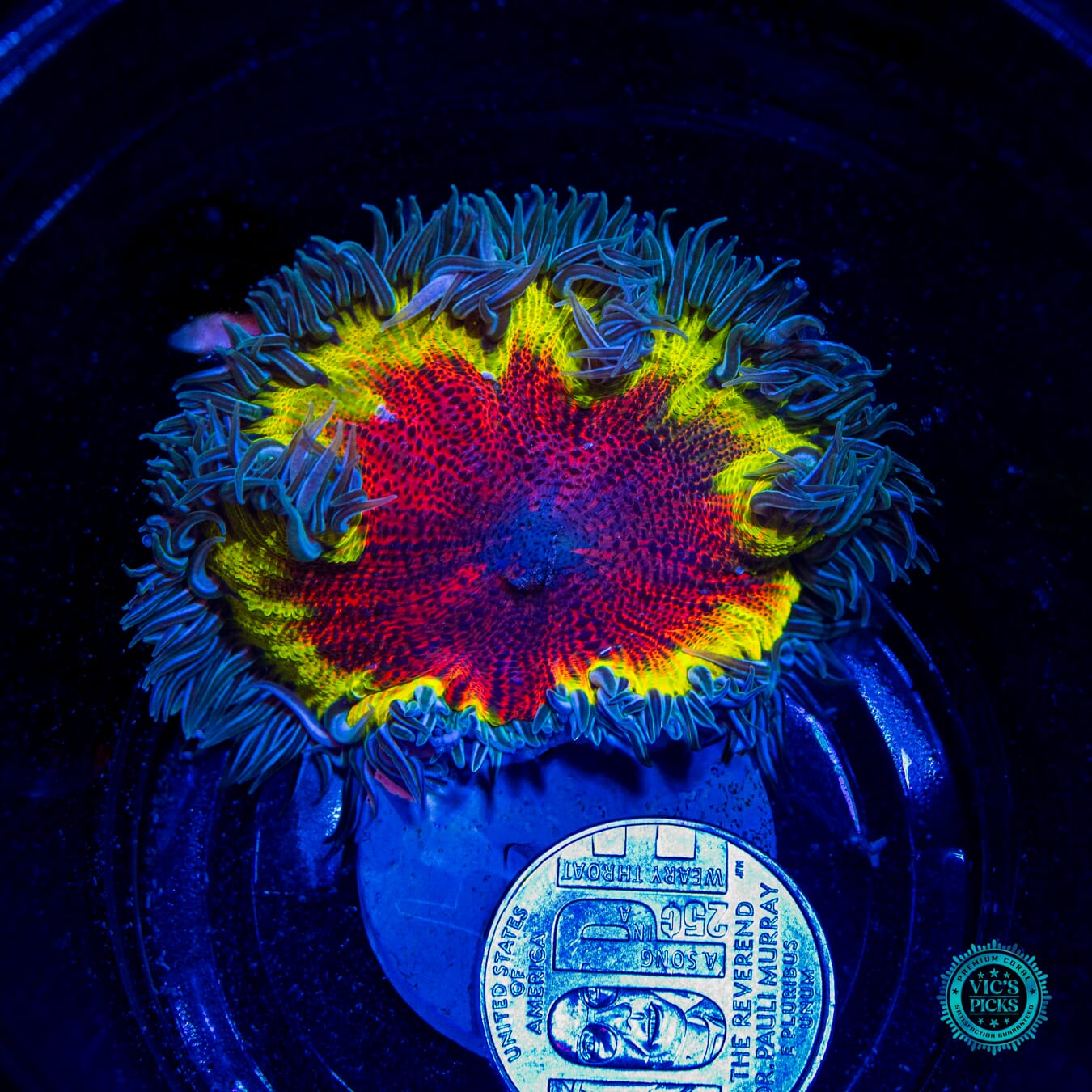 Fire Power Rock Flower Anemone - Daylight Photo