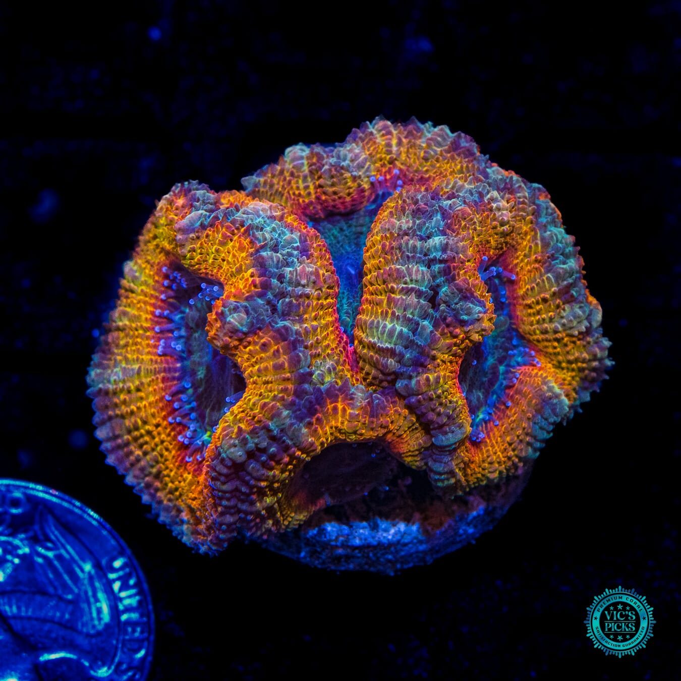 Desert Oasis Aussie Lord - Daylight Photo