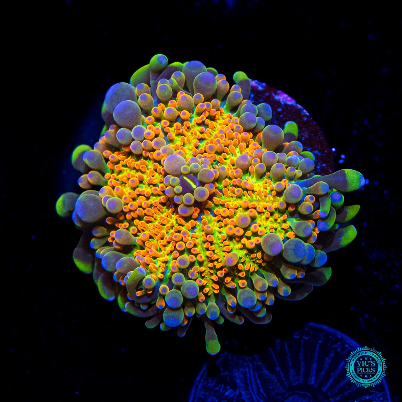 Sunrise Yuma Mushroom - Daylight Photo