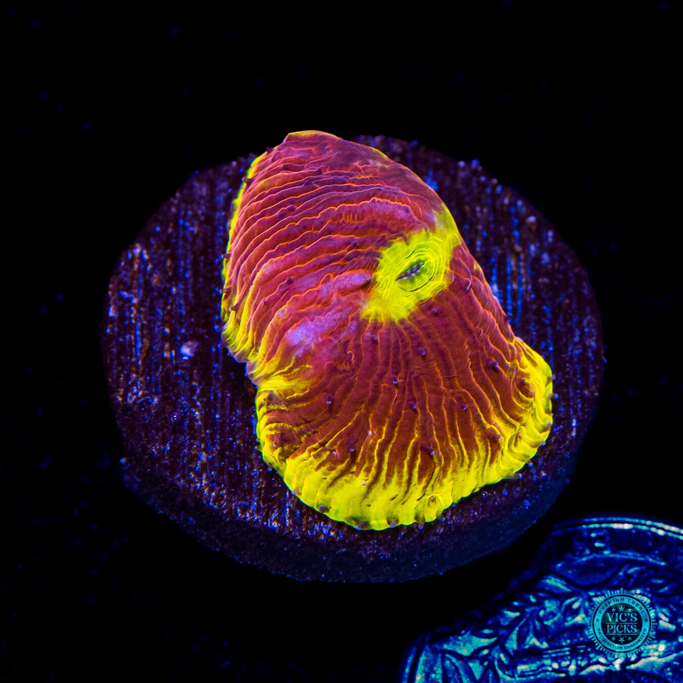 WWC Henchman Diaseris Plate - Daylight Photo