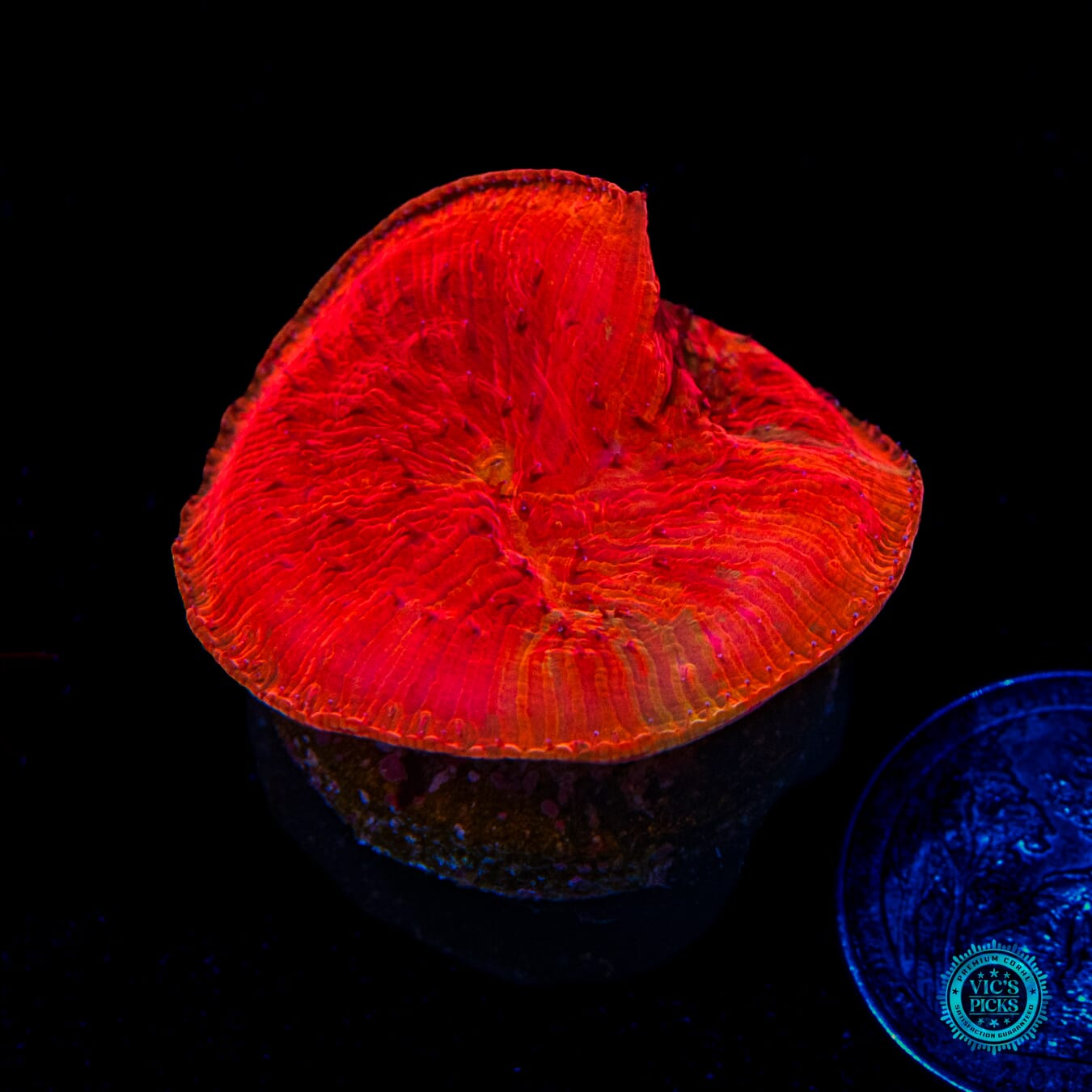 WWC Diablo Diaseris Plate - Daylight Photo