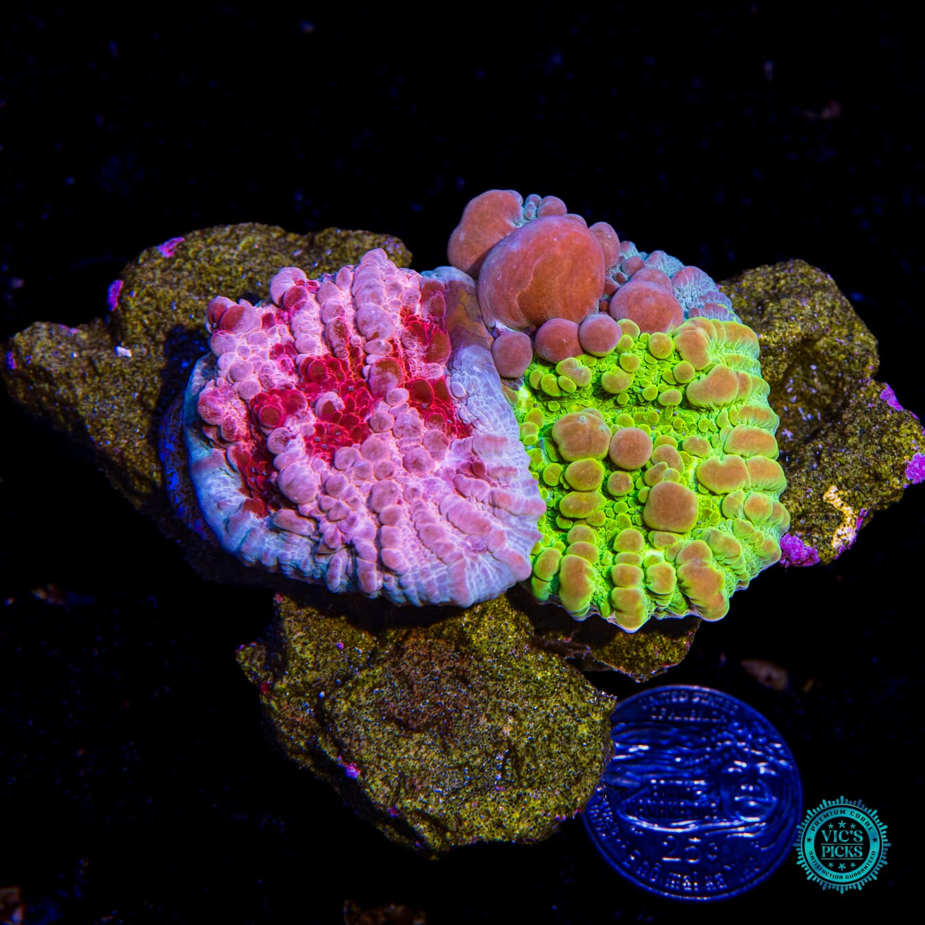 Fused WWC Freezer Burn Bounce Chalice and Cosmic Candy Grafted Bounce Chalice - Actinic Photo