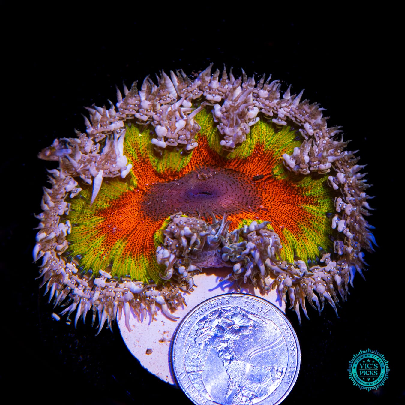 Eternal Sun Rock Flower Anemone - Actinic Photo
