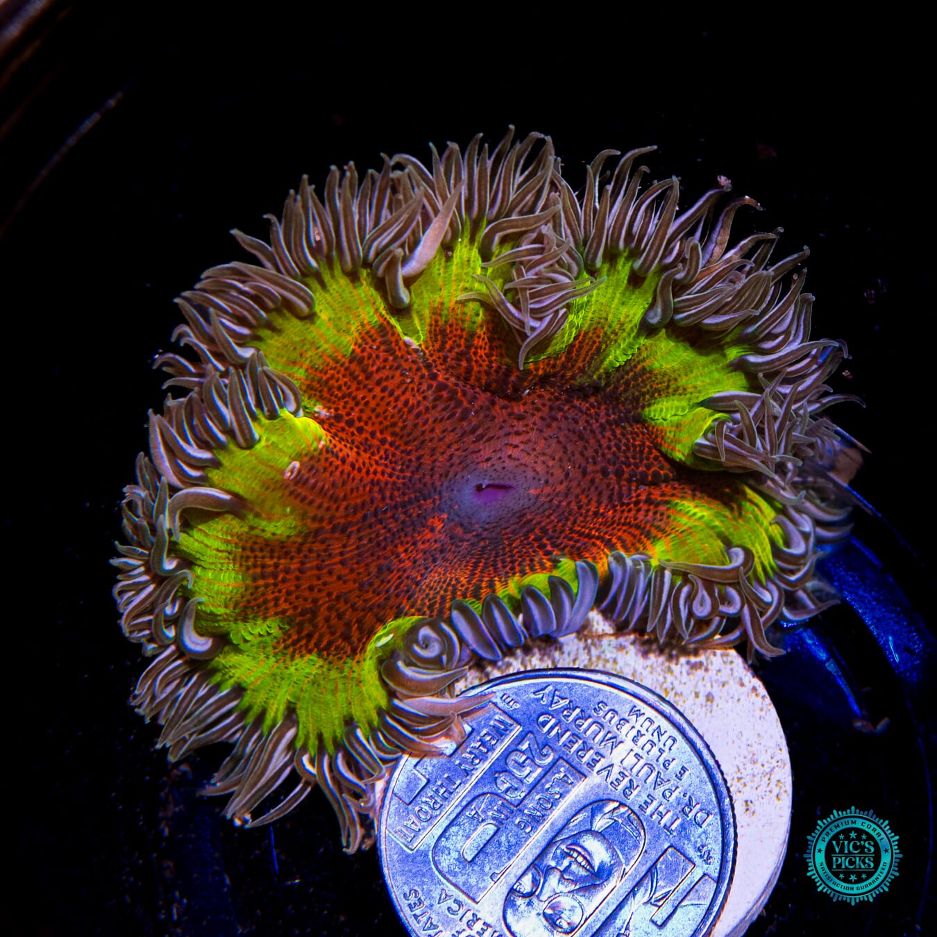 Fire Power Rock Flower Anemone - Actinic Photo