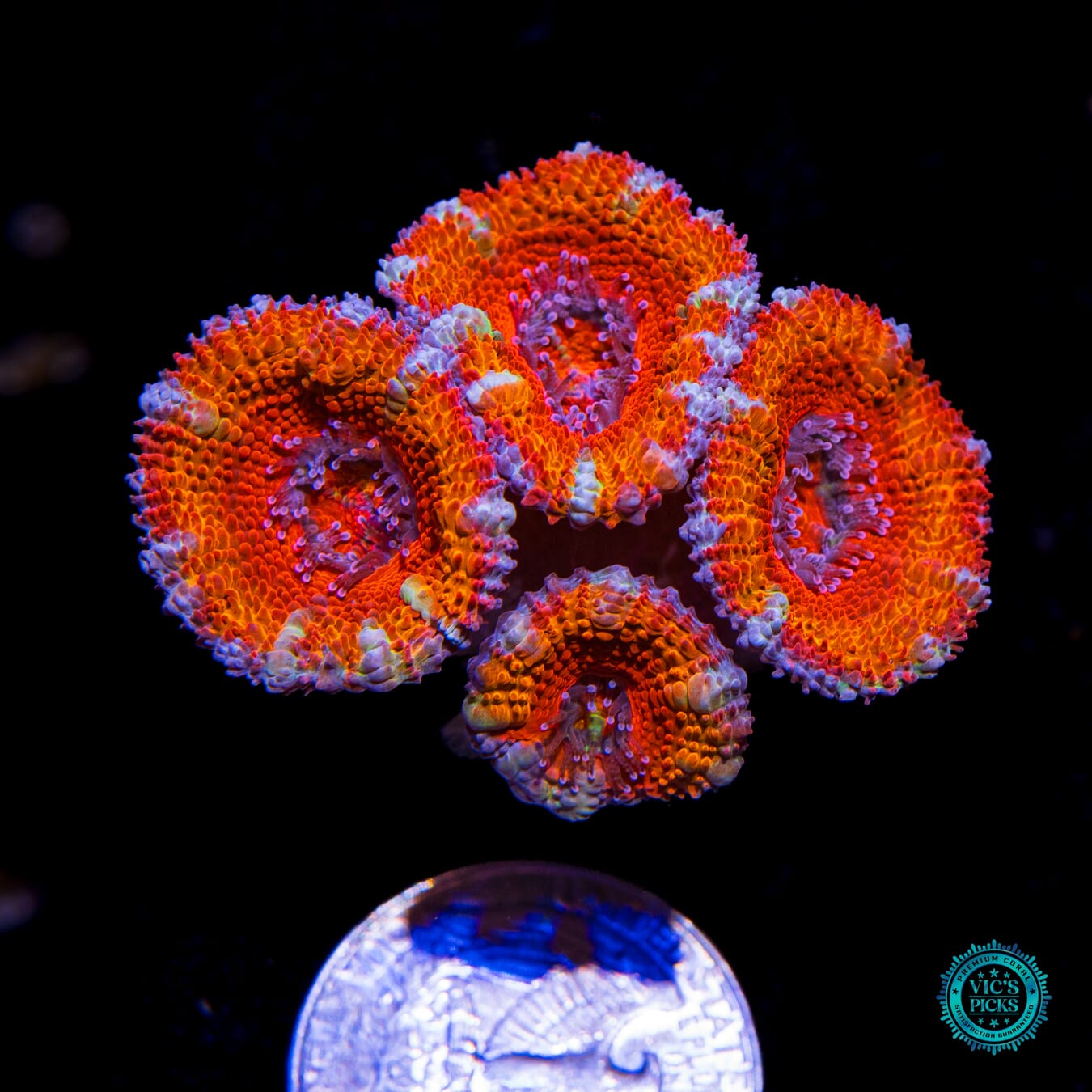 Boinkerz Aussie Lord - Actinic Photo