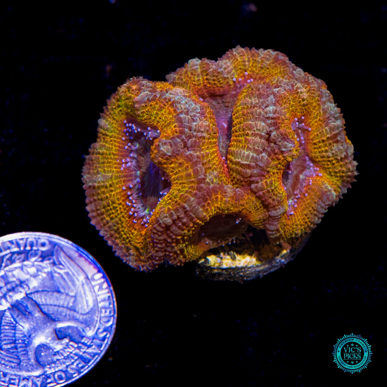 Desert Oasis Aussie Lord - Actinic Photo