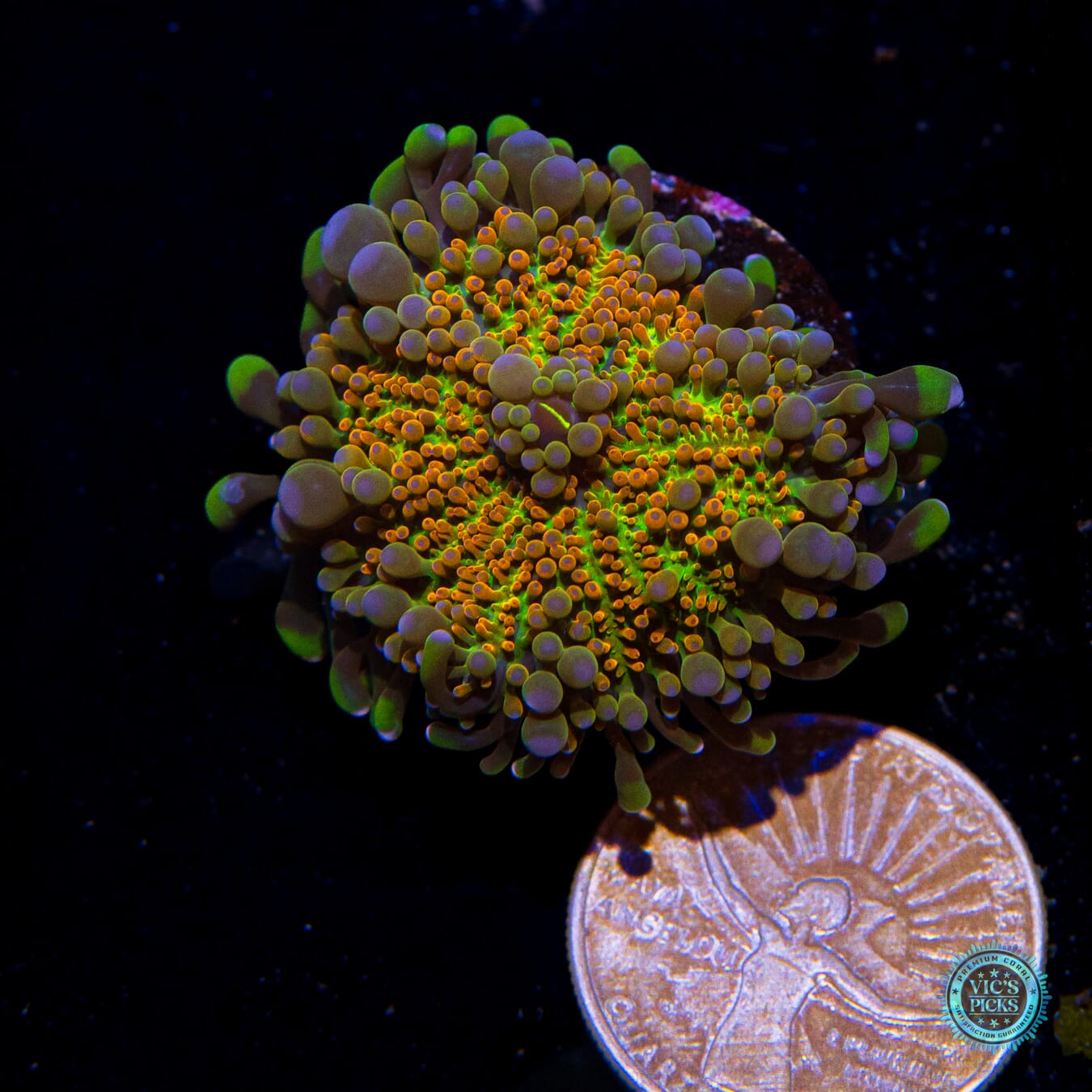 Sunrise Yuma Mushroom - Actinic Photo