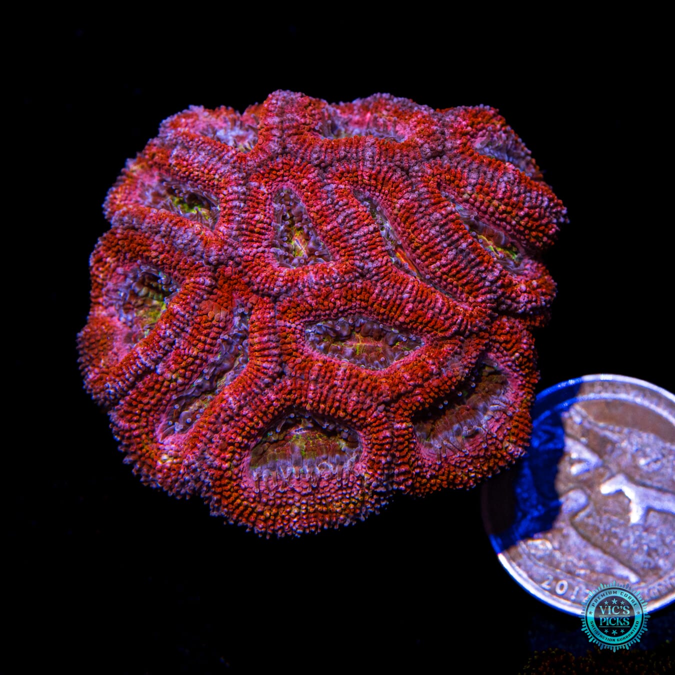 Fairy Tales Aussie Lord - Actinic Photo