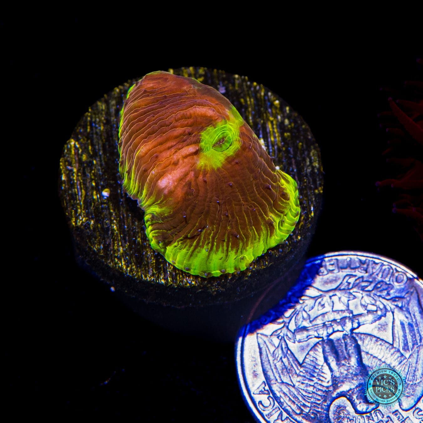 WWC Henchman Diaseris Plate - Actinic Photo