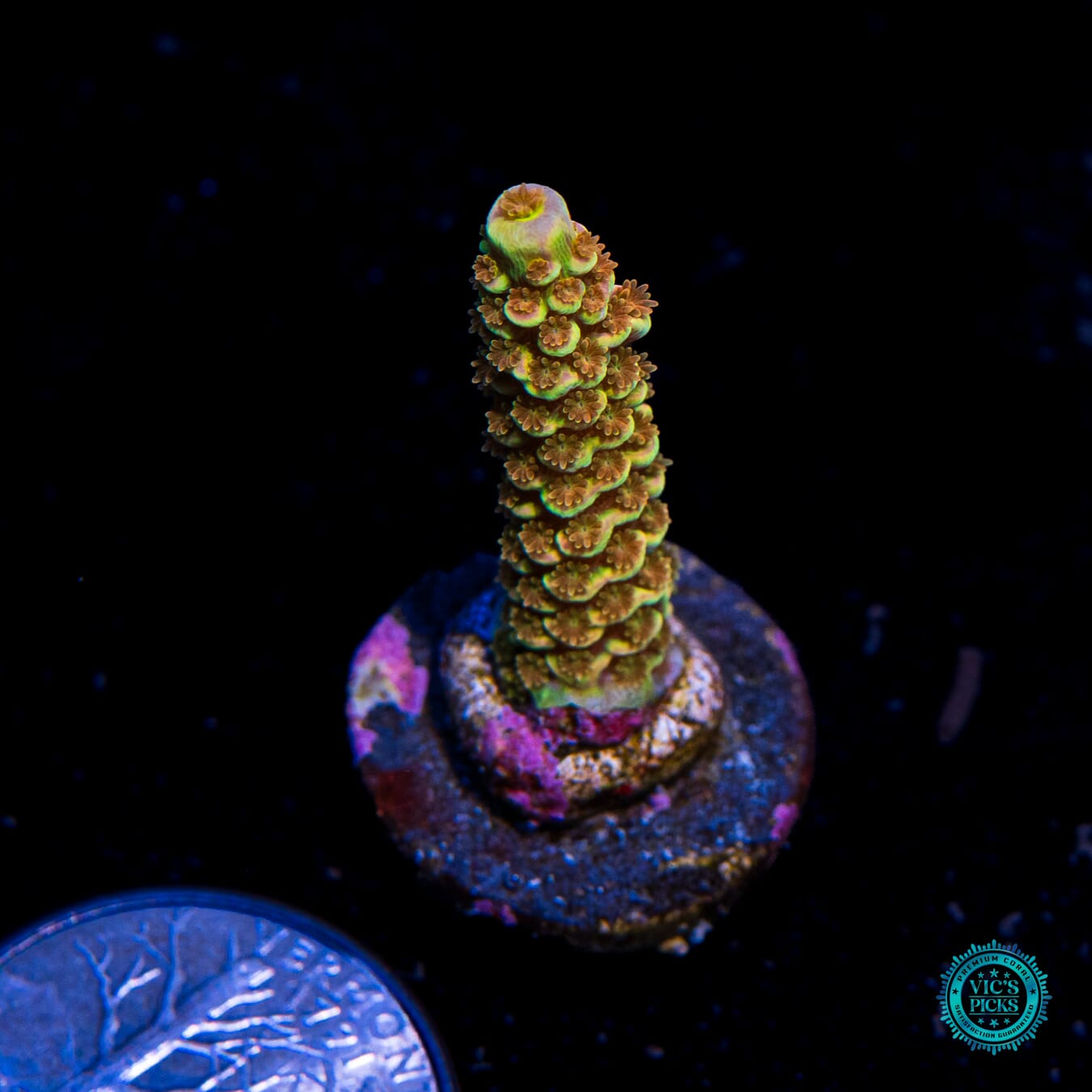 POTO Goofy Homewrecker Acropora - Actinic Photo