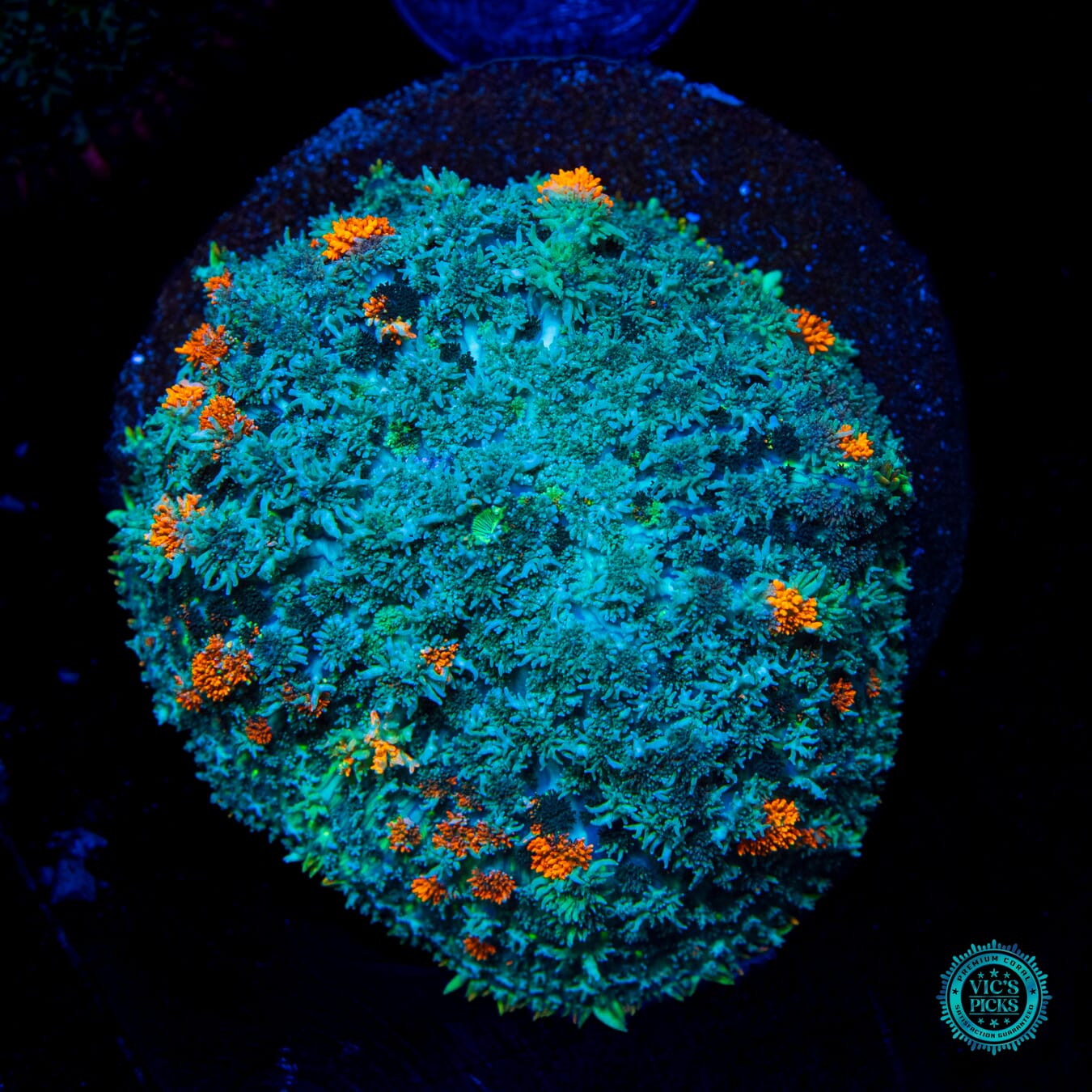 Moneyball Carpet Mushroom - Daylight Photo