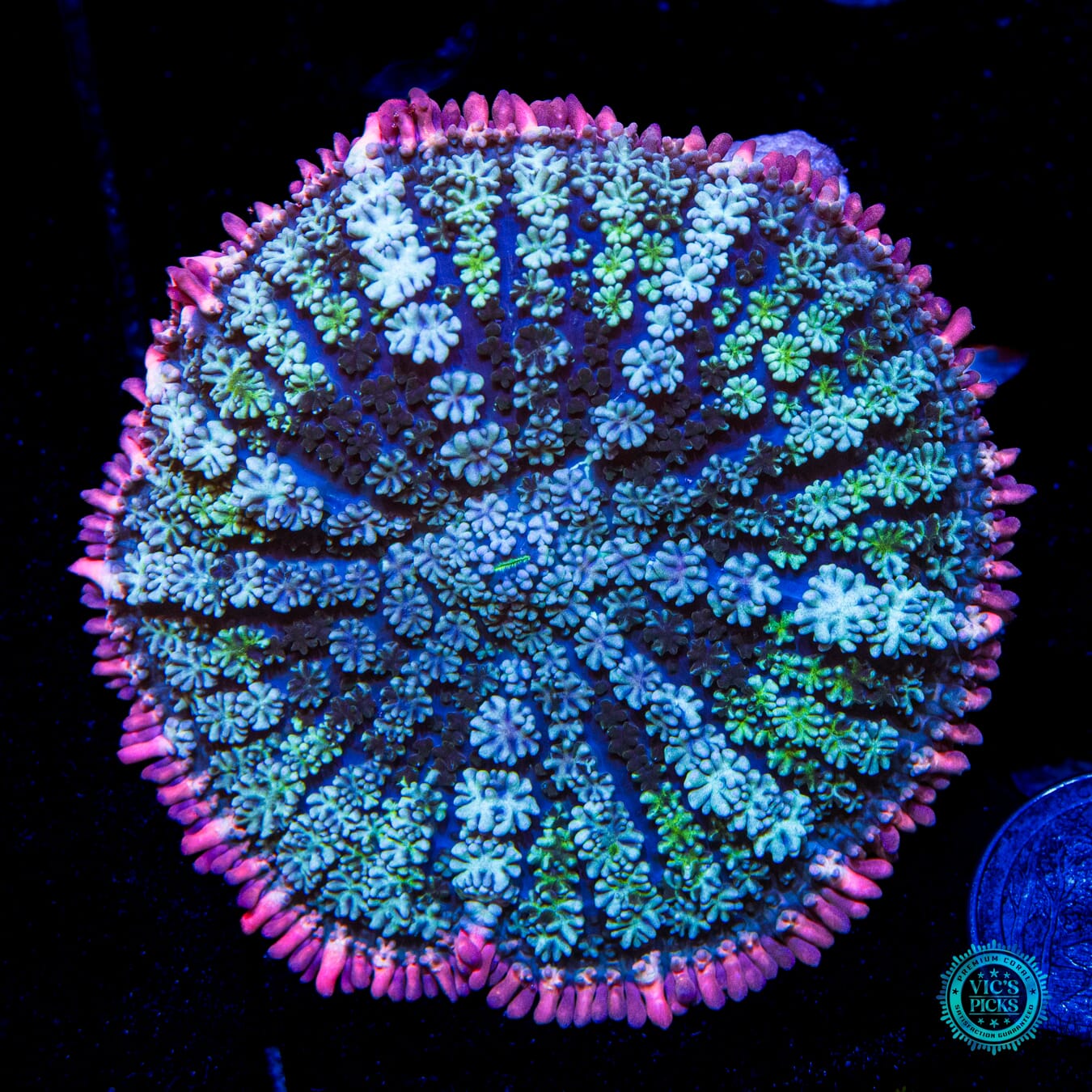 Paradise Cove Carpet Mushroom - Daylight Photo