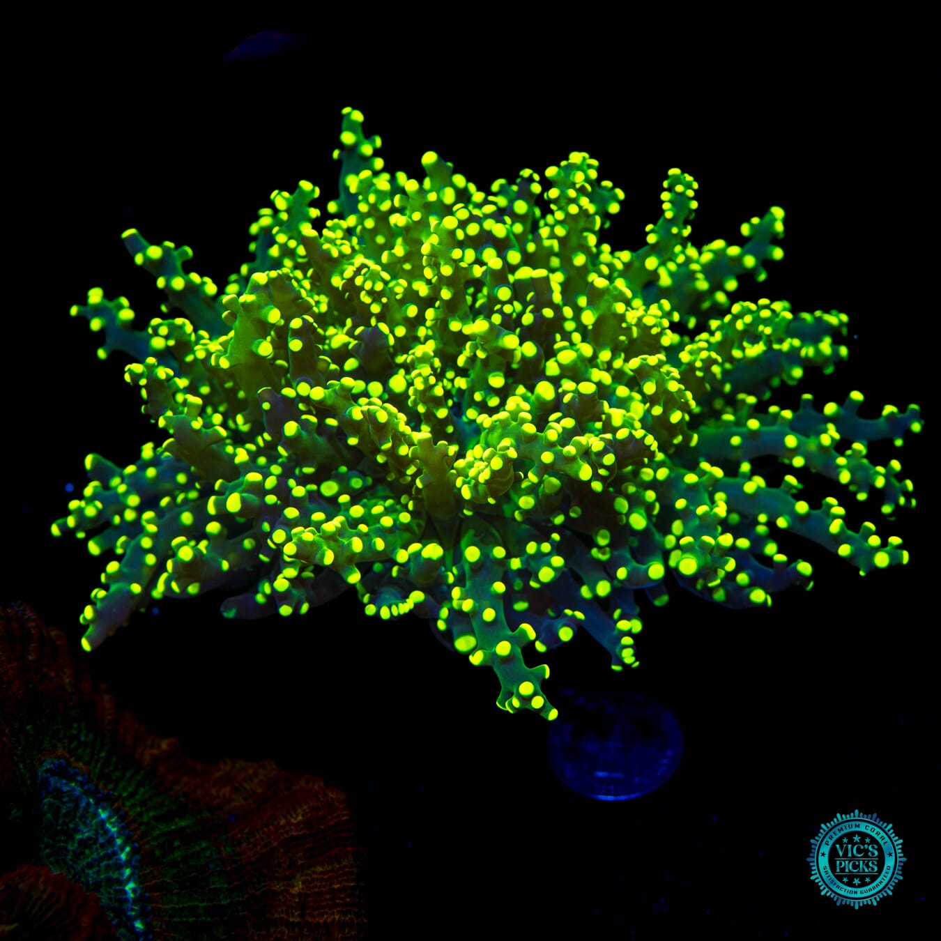 Glow Worm Branching Frogspawn - Daylight Photo