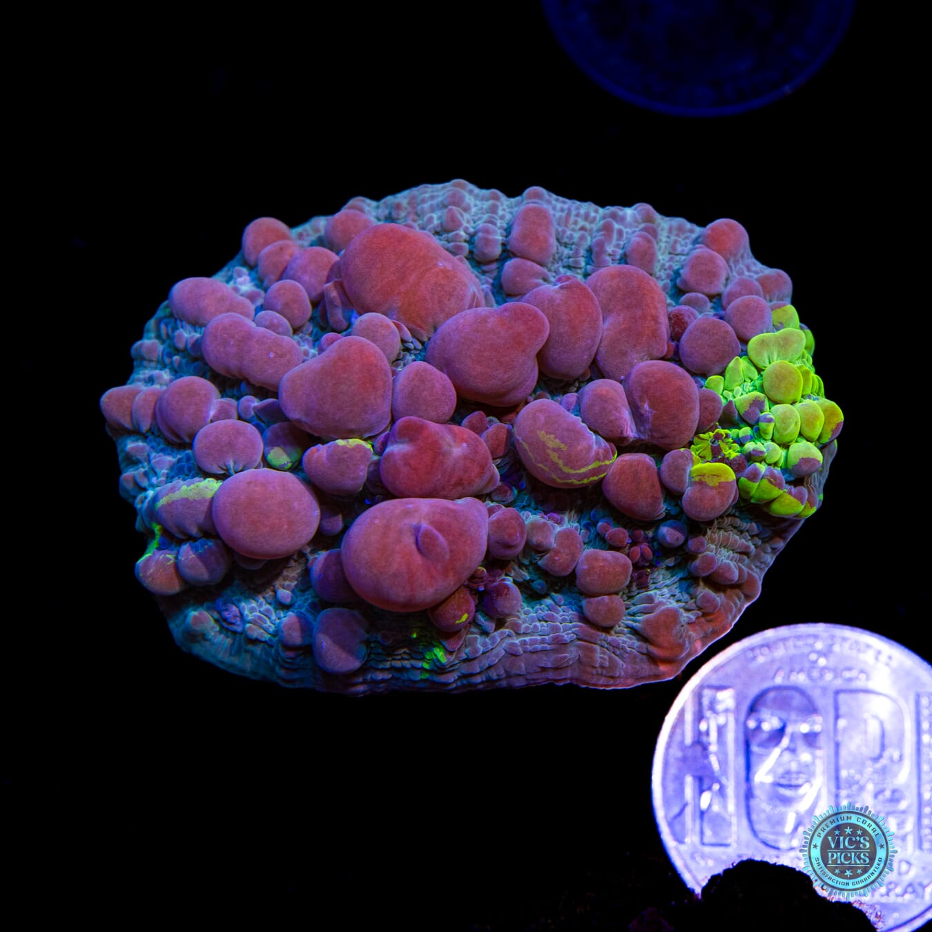 WWC Cosmic Candy Bounce Chalice - Actinic Photo