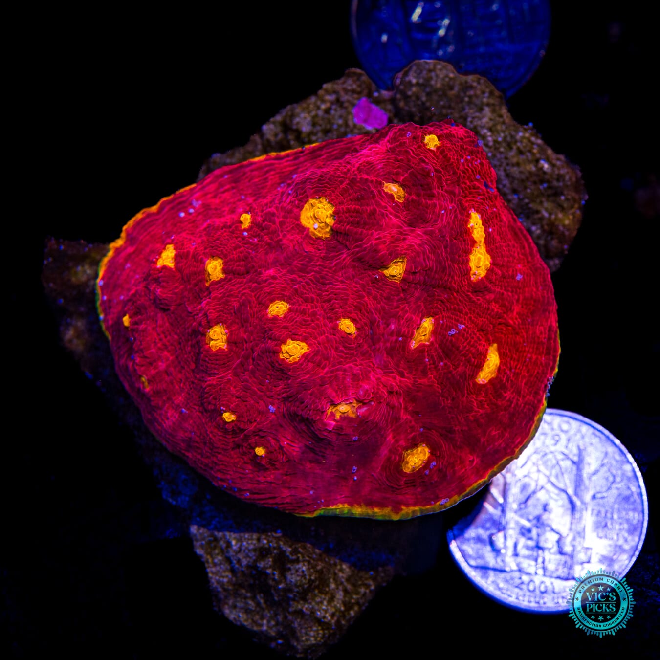 WWC Molotov Chalice - Actinic Photo