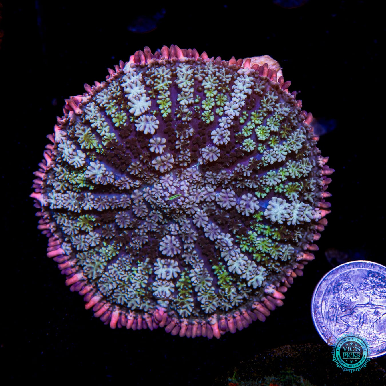 Paradise Cove Carpet Mushroom - Actinic Photo