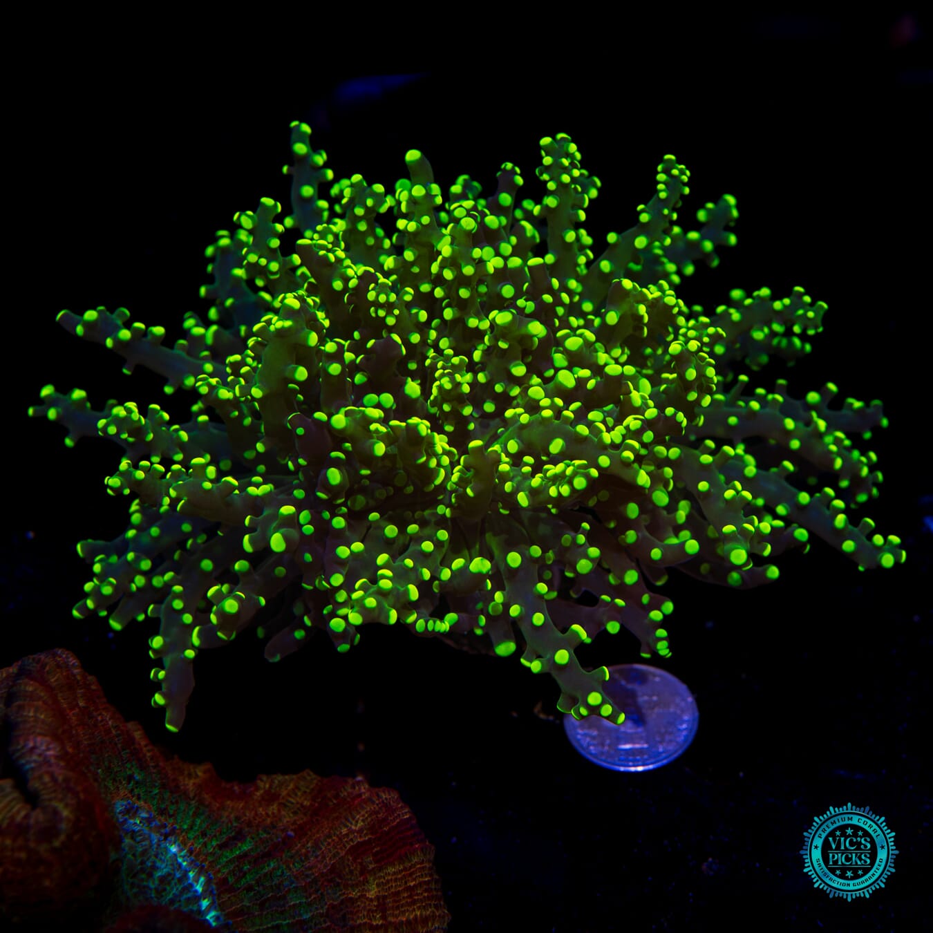 Glow Worm Branching Frogspawn - Actinic Photo