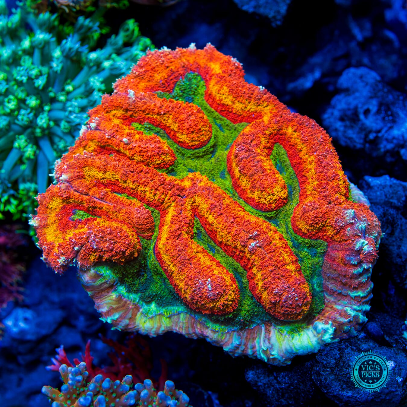 Mars Attacks Symphyllia - Daylight Photo