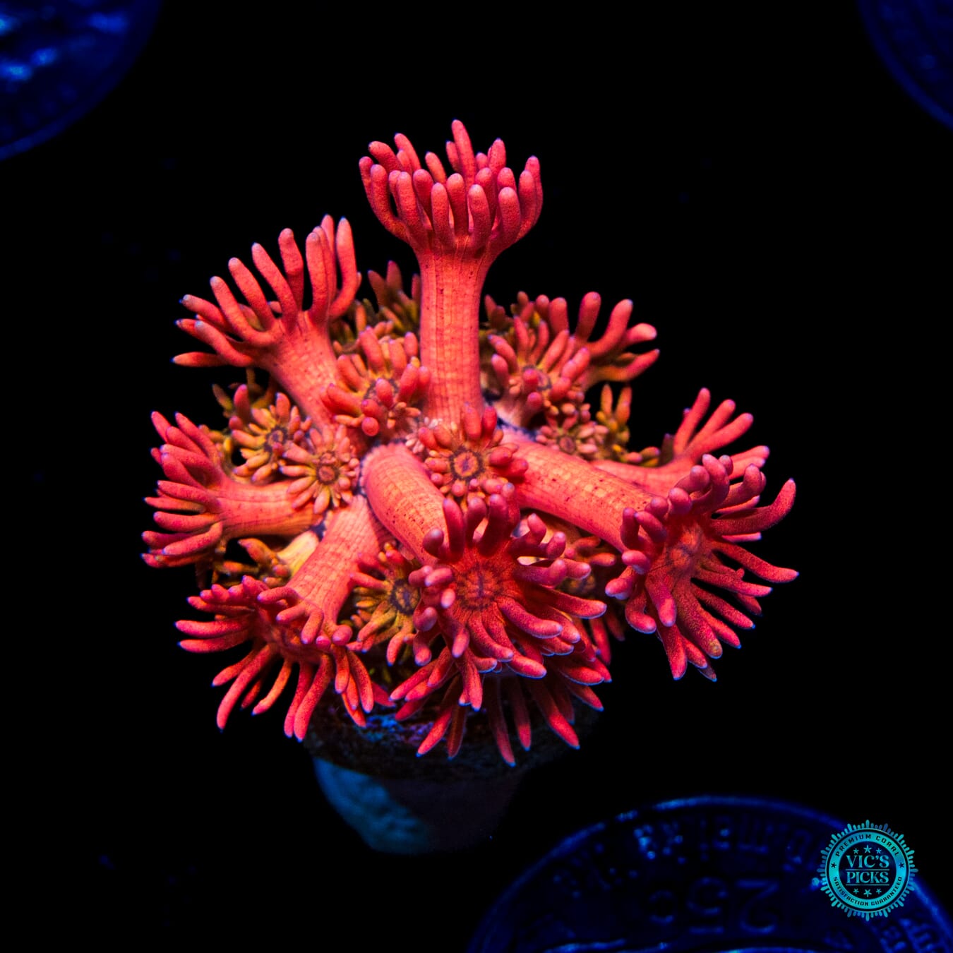 WWC Jewel Thief Goniopora - Daylight Photo