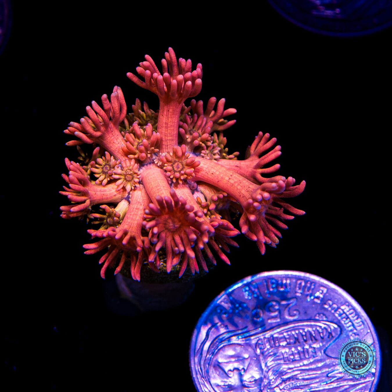 WWC Jewel Thief Goniopora - Actinic Photo