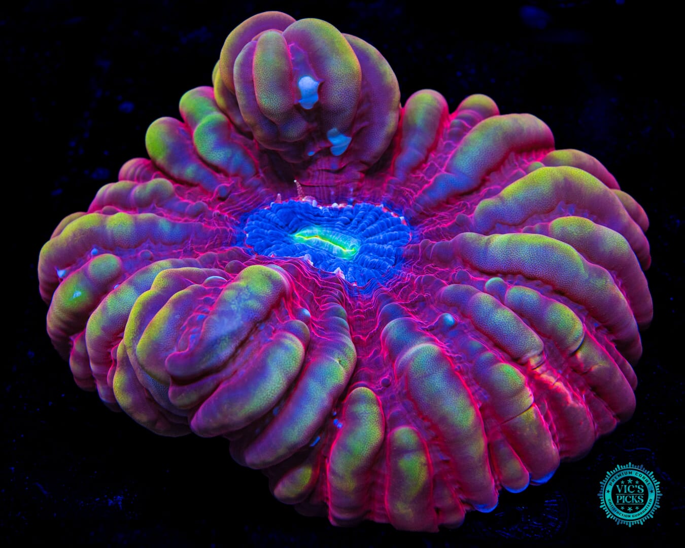 Gem Runner Cynarina - Daylight Photo