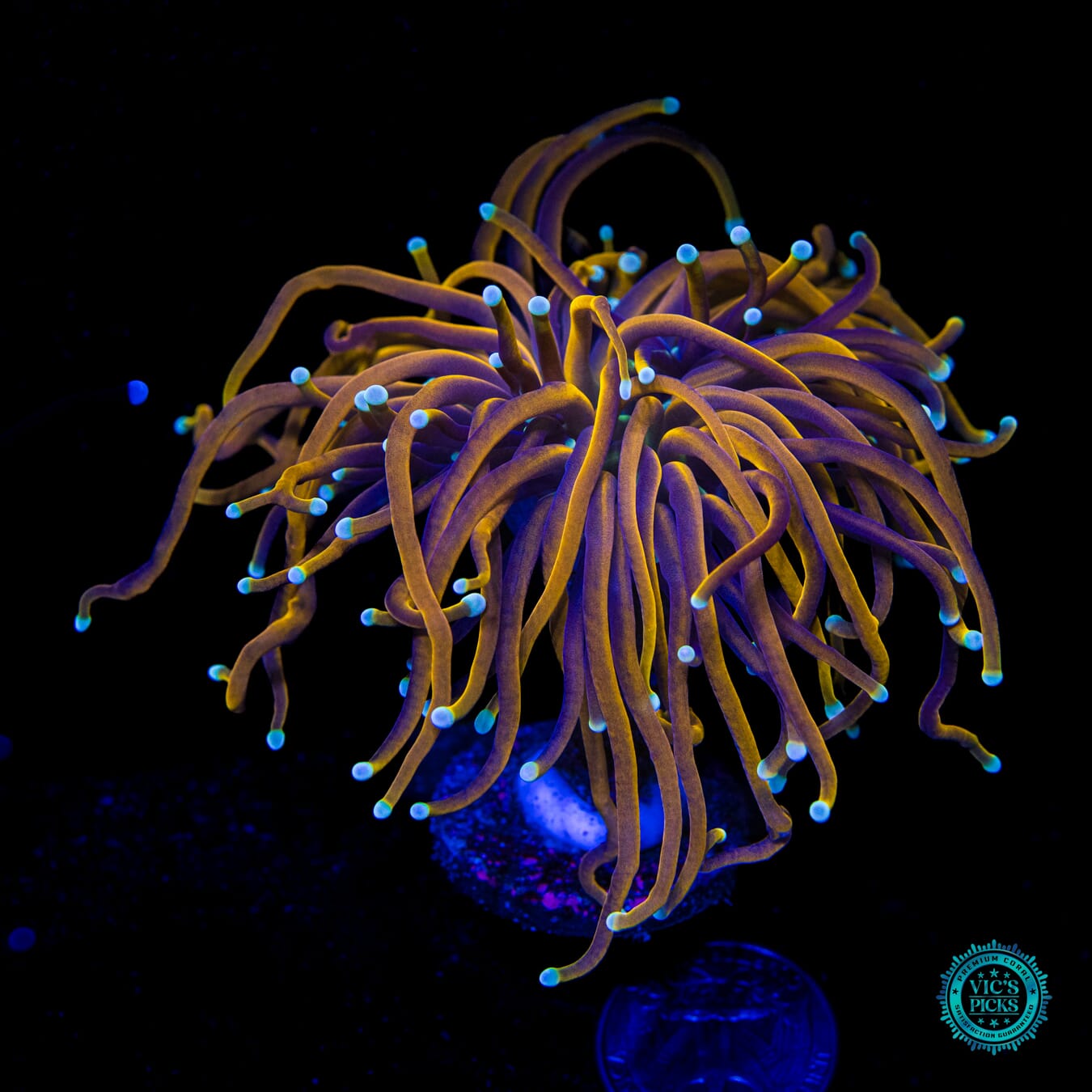 24K Torch - Daylight Photo