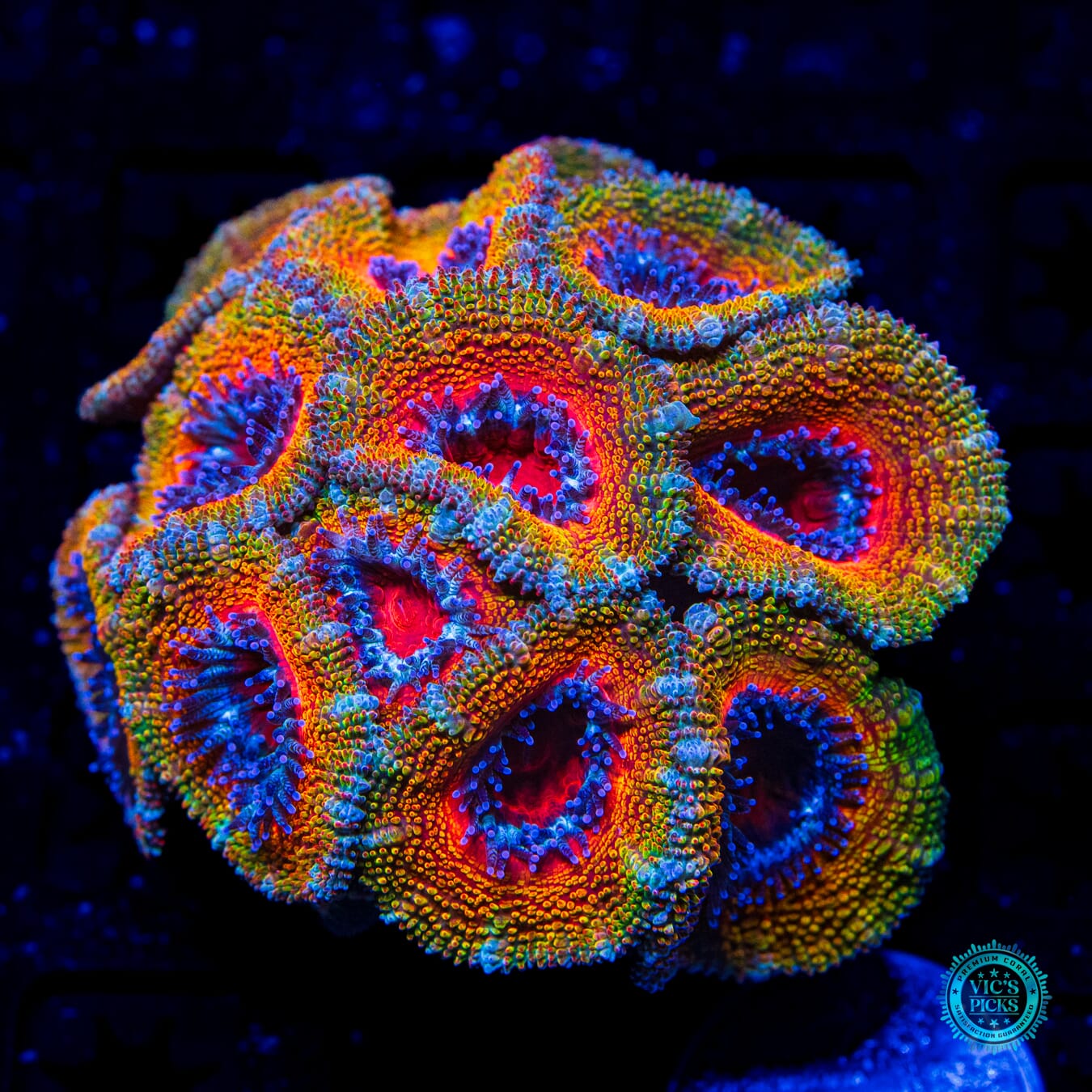 Afterburner Aussie Lord - Daylight Photo