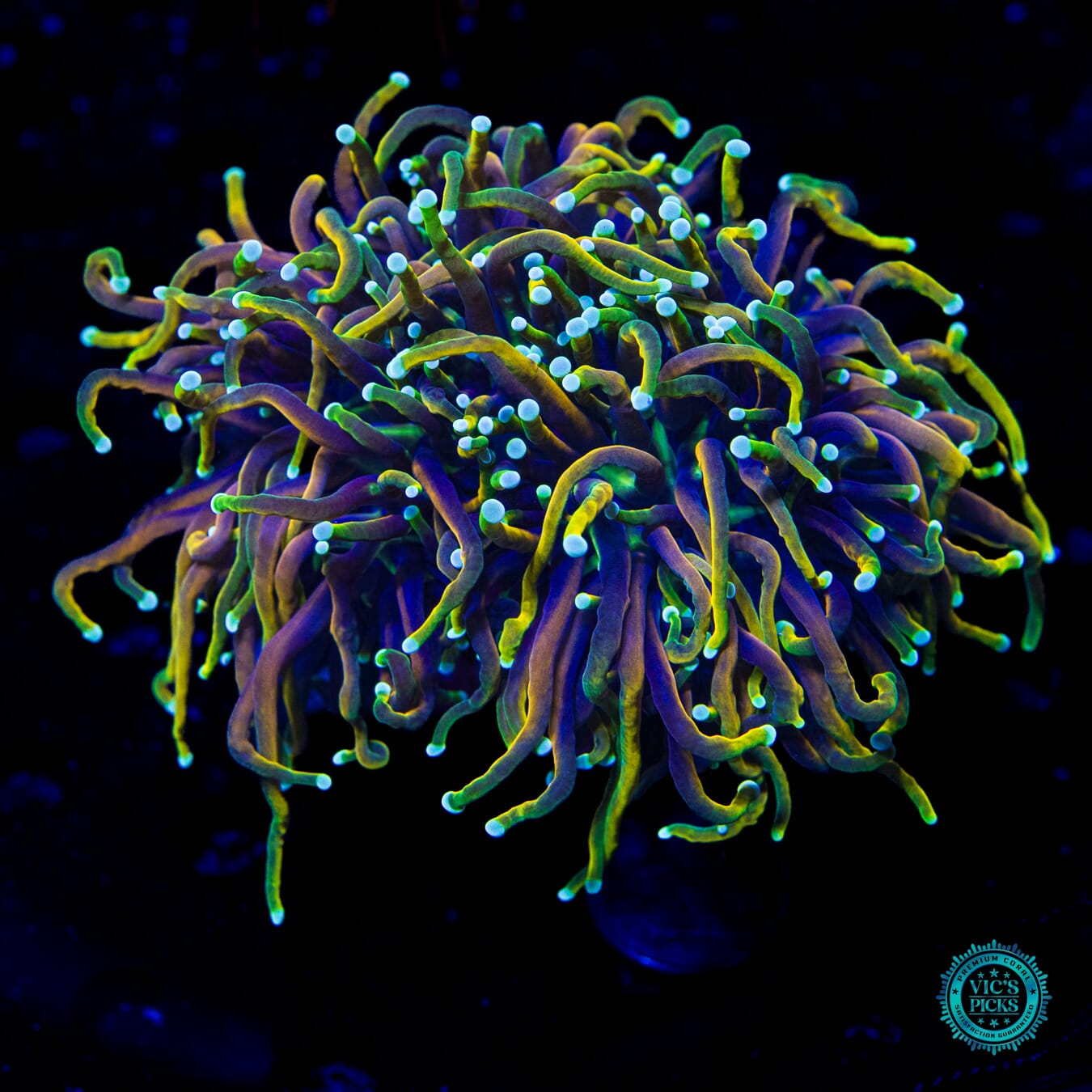 Juicy Fruit Torch - Daylight Photo