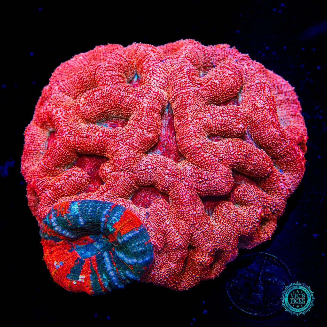 Frozen Warpaint Scoly and Goji Berry Combo Bowerbanki - Daylight Photo