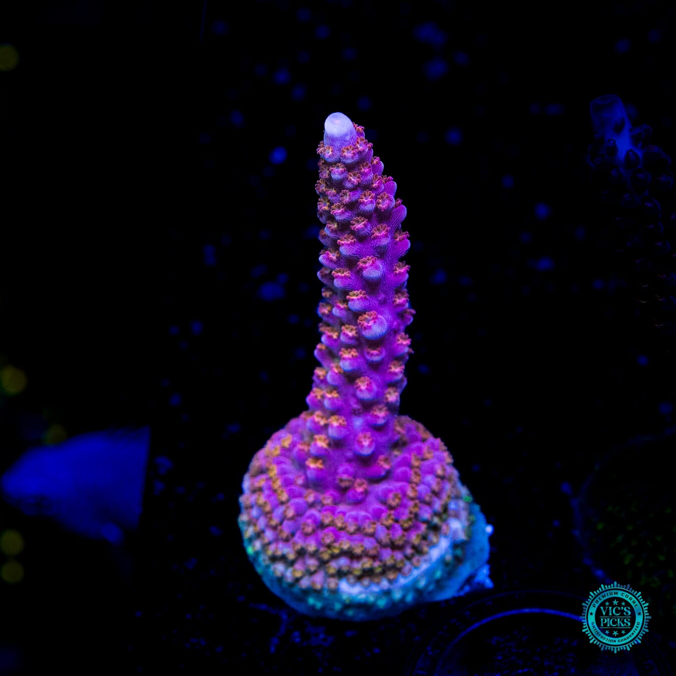 WWC Dreamweaver Acropora - Daylight Photo