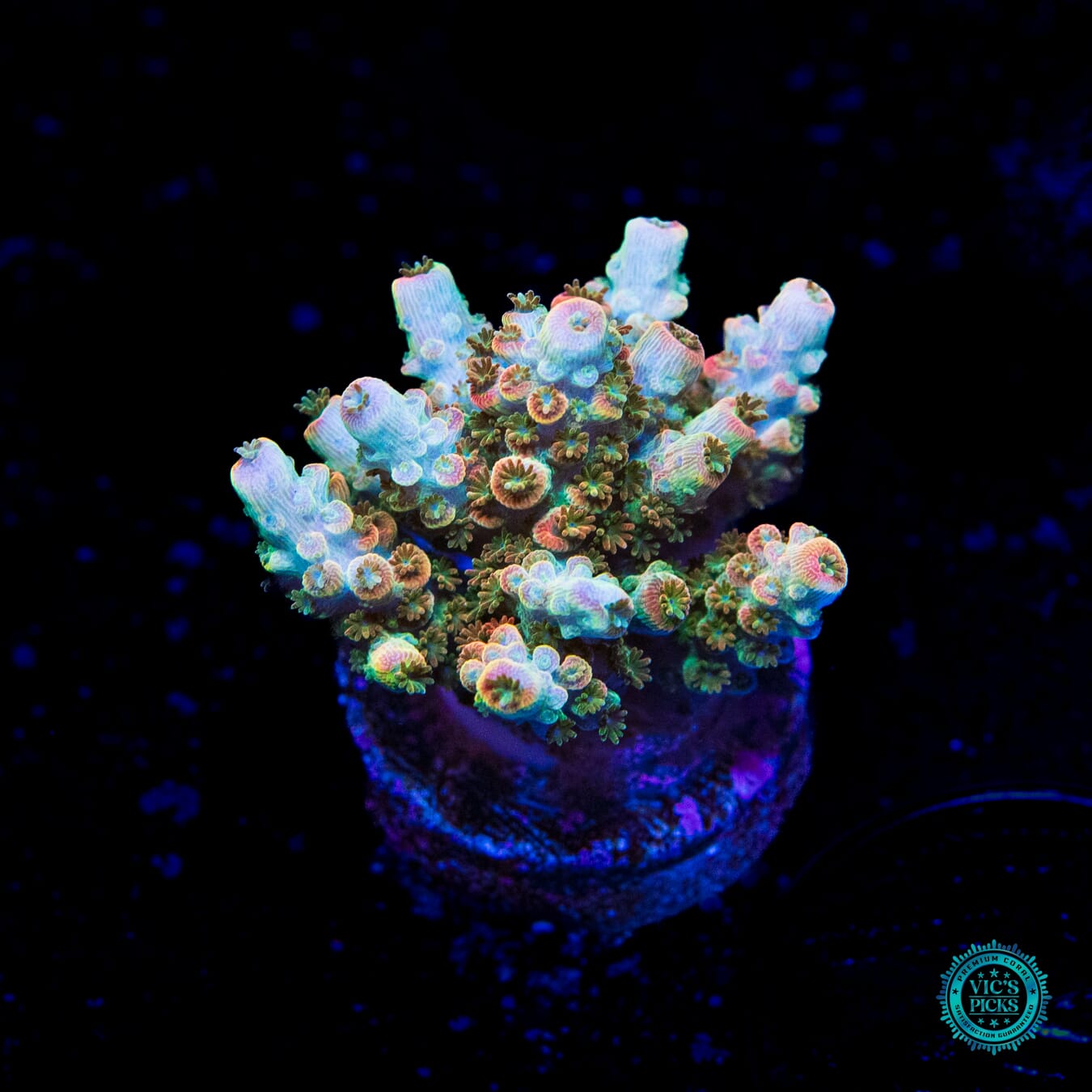 Bill Murray Acropora - Daylight Photo