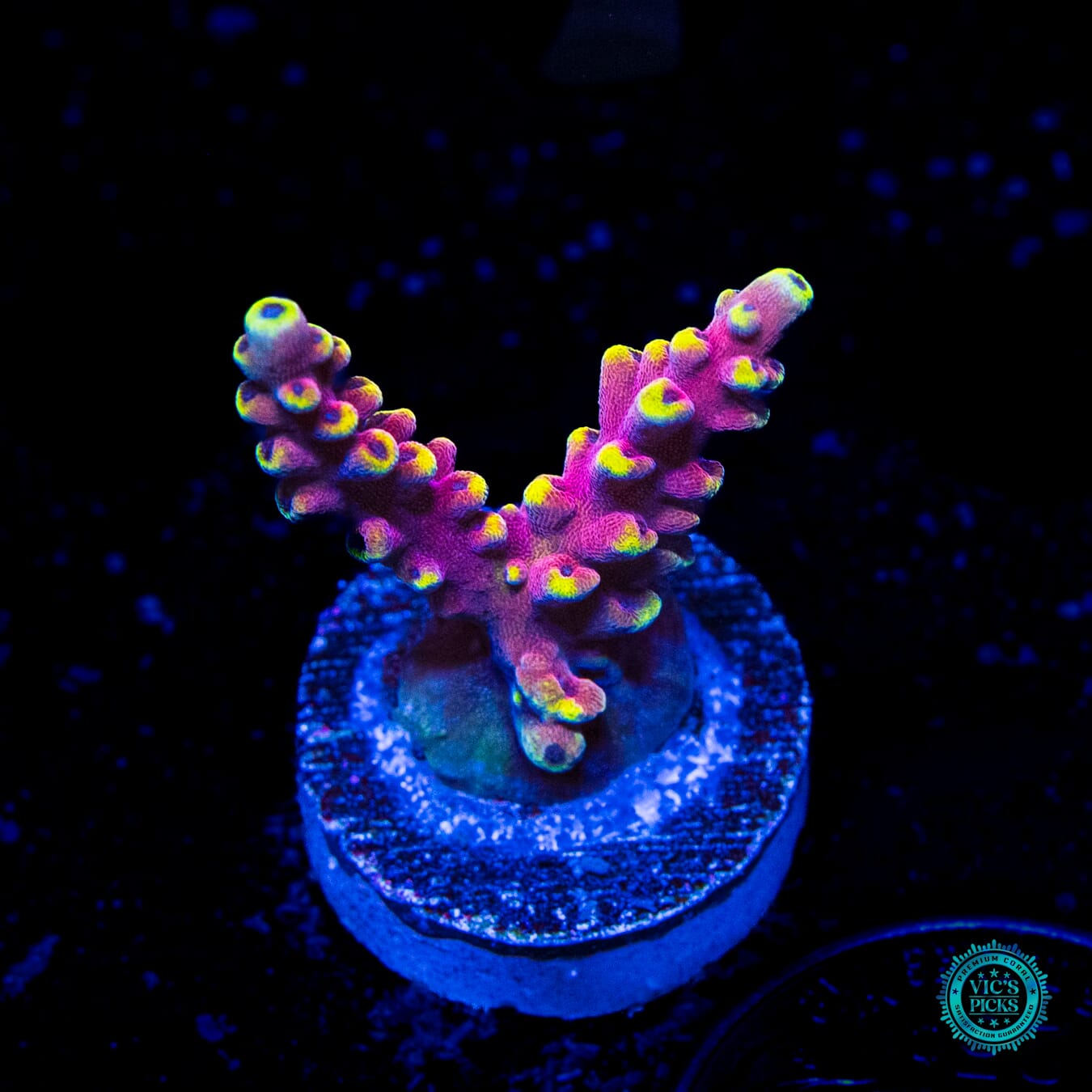 WWC Kobe Bean Acropora - Daylight Photo