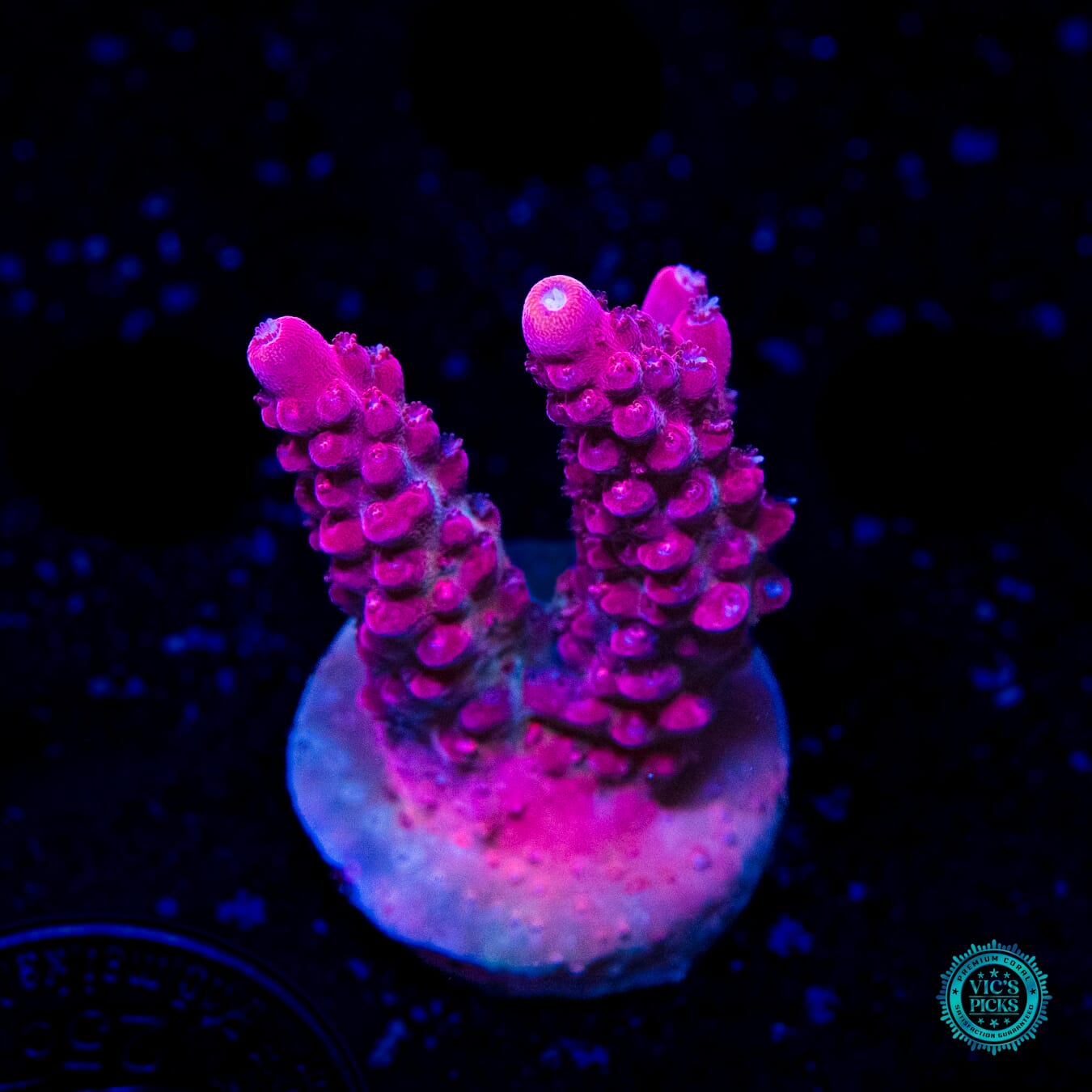 WWC Ragin Red Microclados Acropora - Daylight Photo