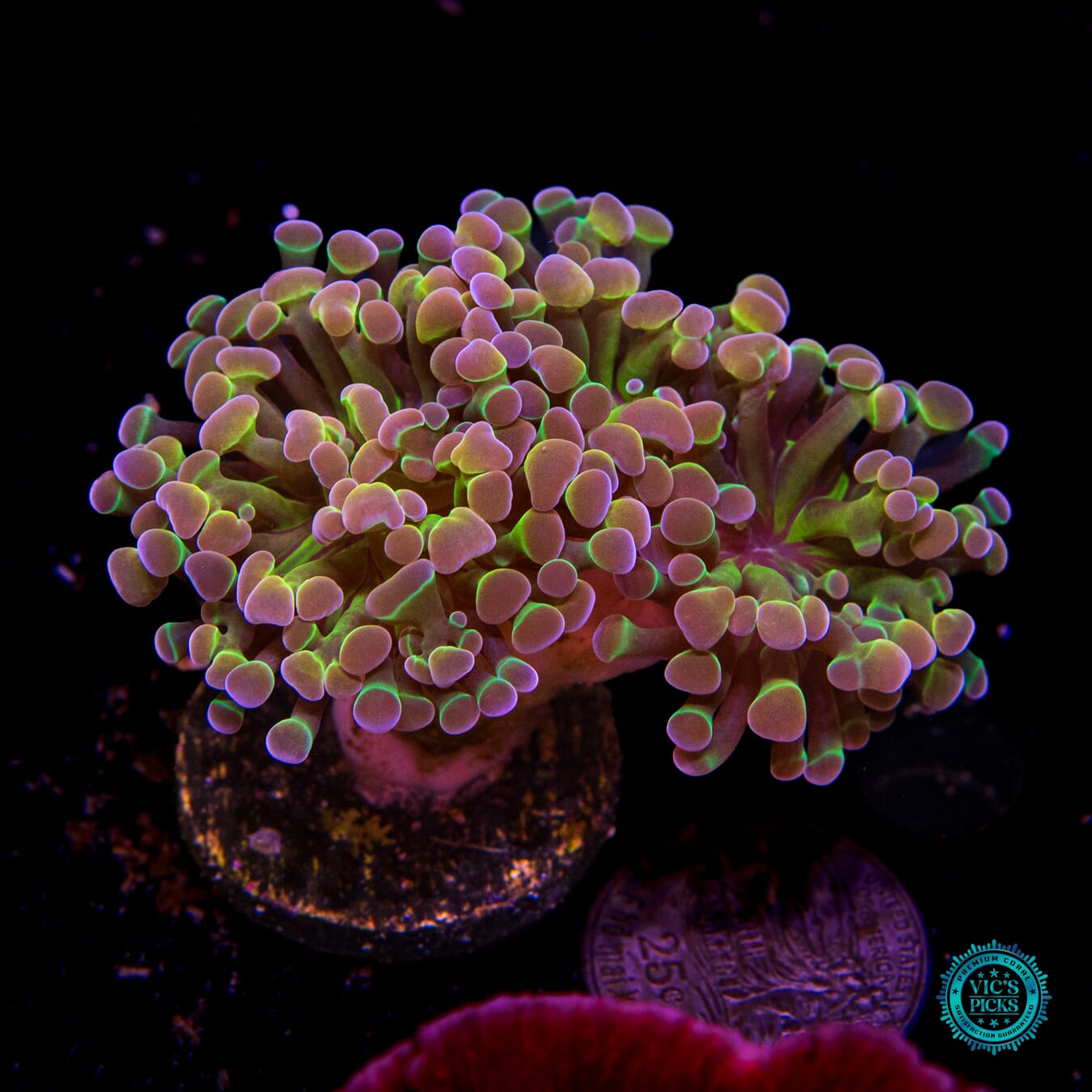 Holy Grail Branching Hammer - Actinic Photo