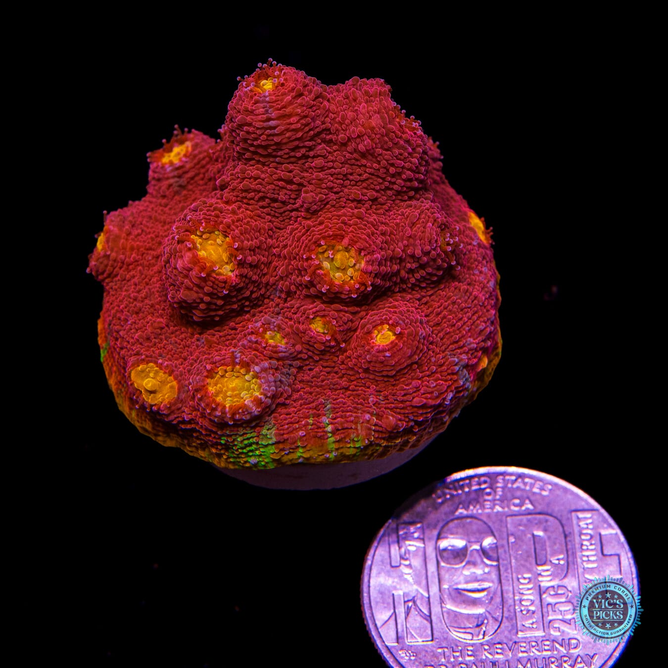 WWC Molotov Cocktail Rainbow Chalice - Actinic Photo