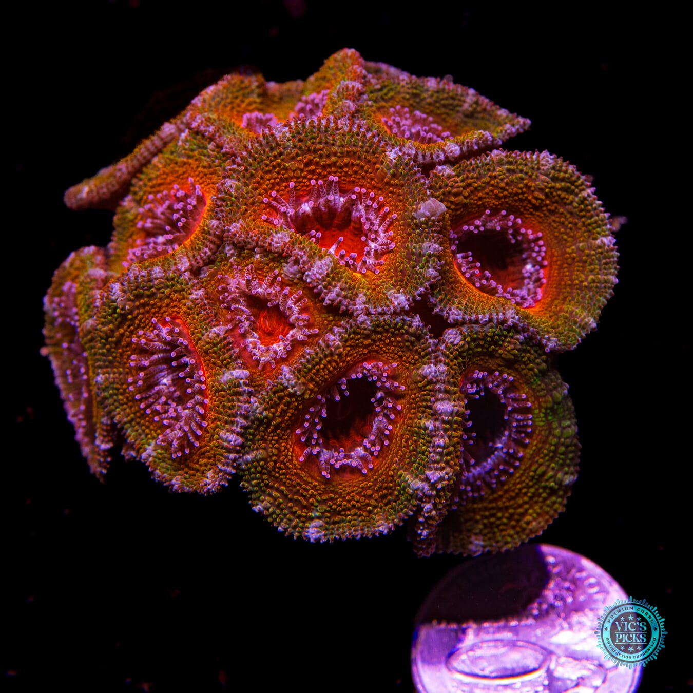 Afterburner Aussie Lord - Actinic Photo