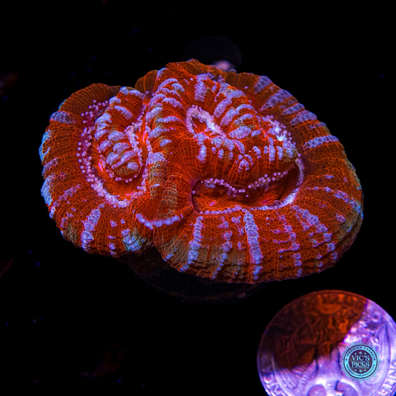 Blood Tiger Symphyllia Wilsoni - Actinic Photo