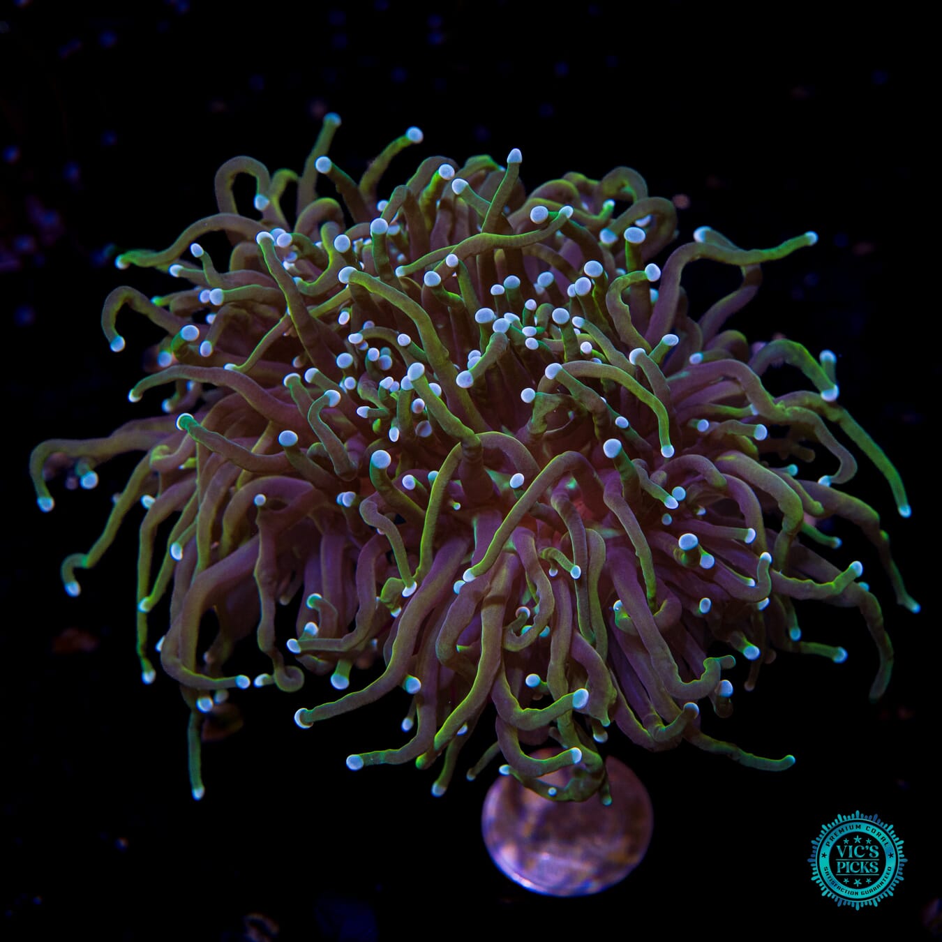 Juicy Fruit Torch - Actinic Photo