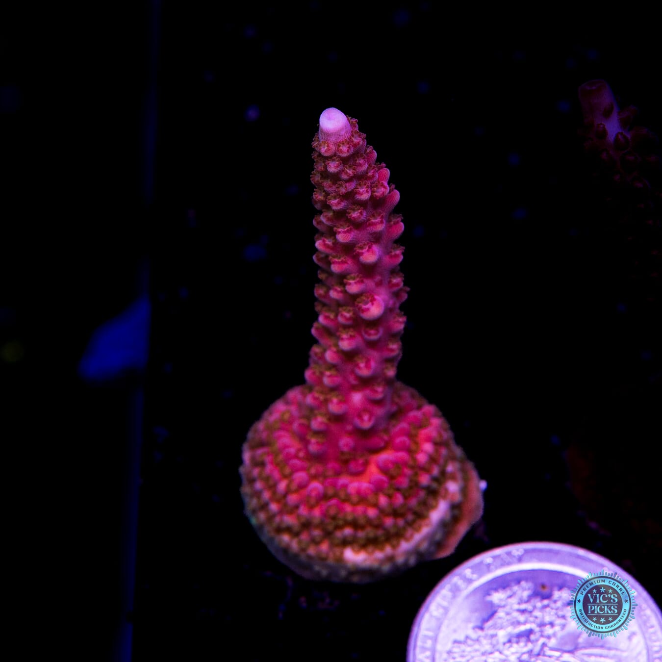 WWC Dreamweaver Acropora - Actinic Photo