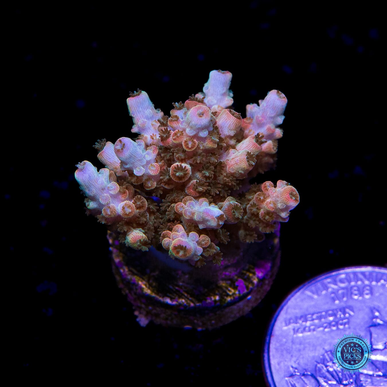 Bill Murray Acropora - Actinic Photo