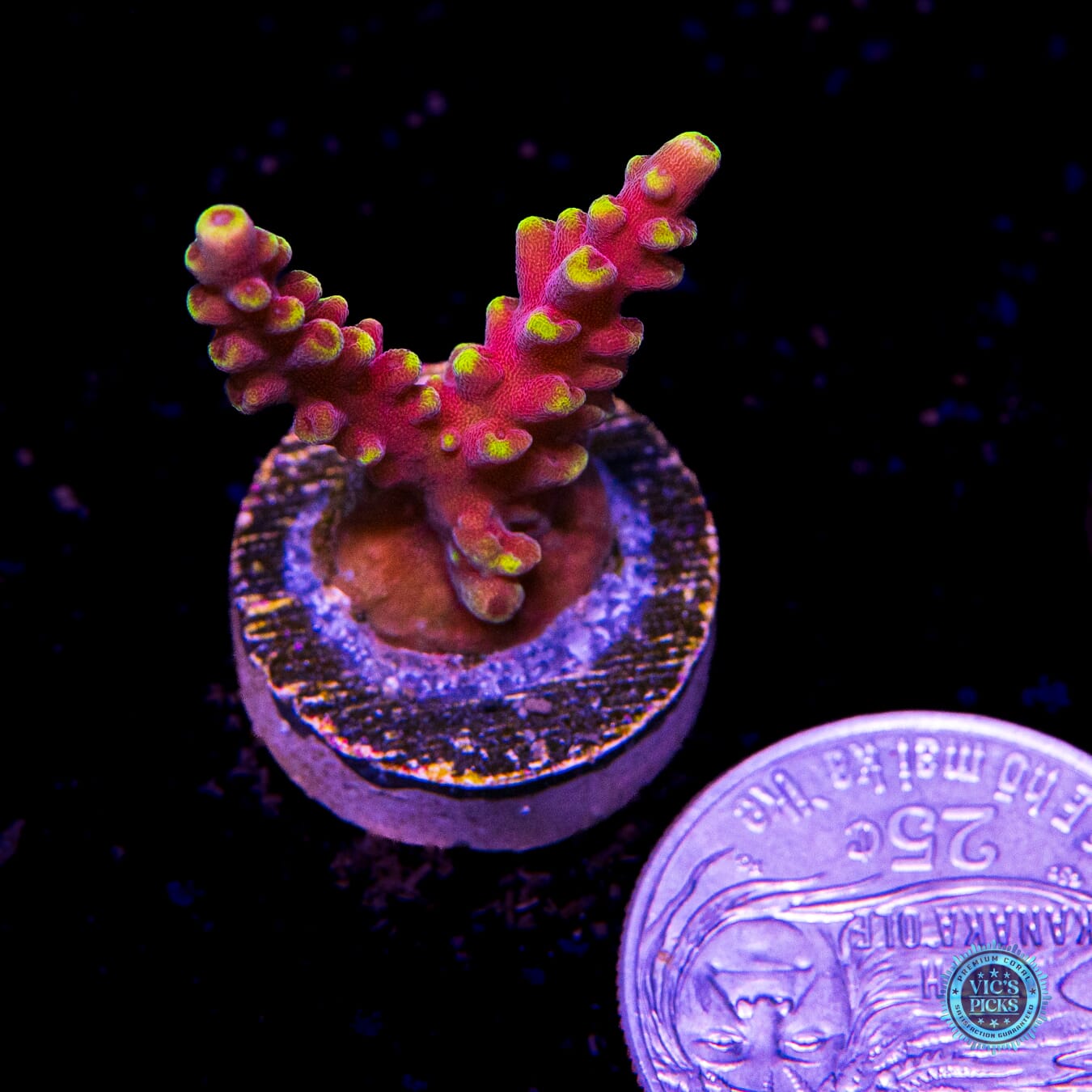 WWC Kobe Bean Acropora - Actinic Photo