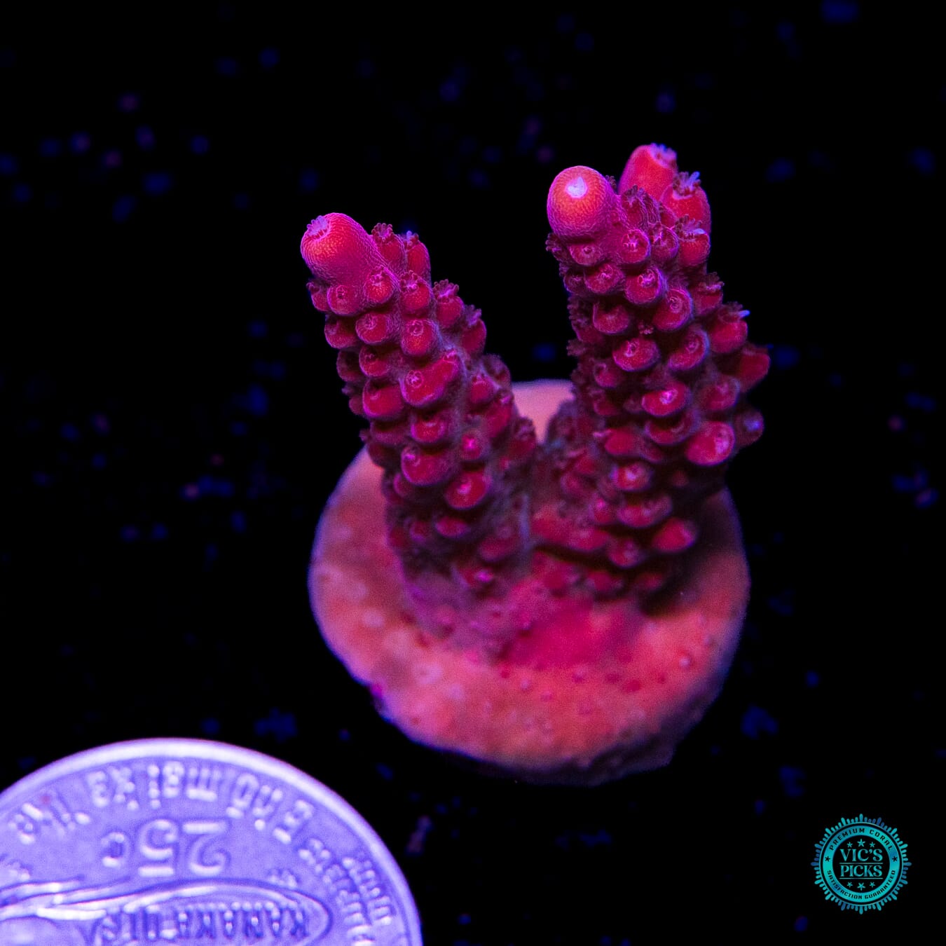 WWC Ragin Red Microclados Acropora - Actinic Photo