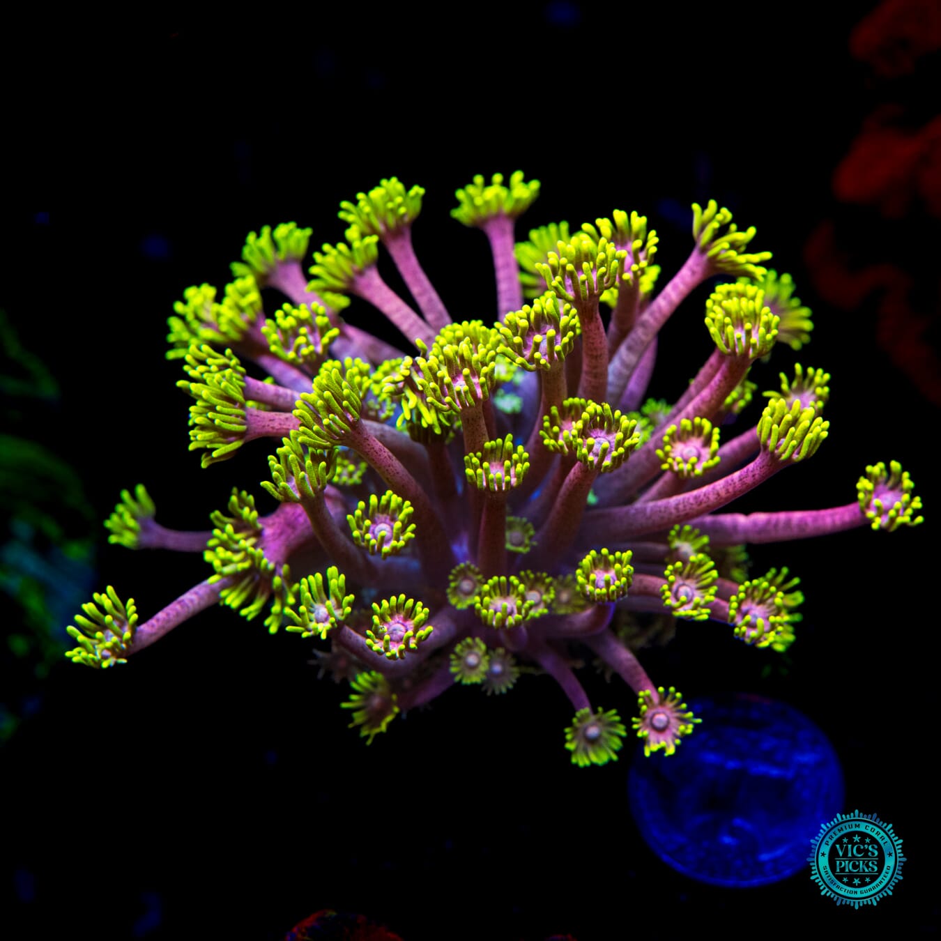 WWC Hail Hydra Goniopora - Daylight Photo