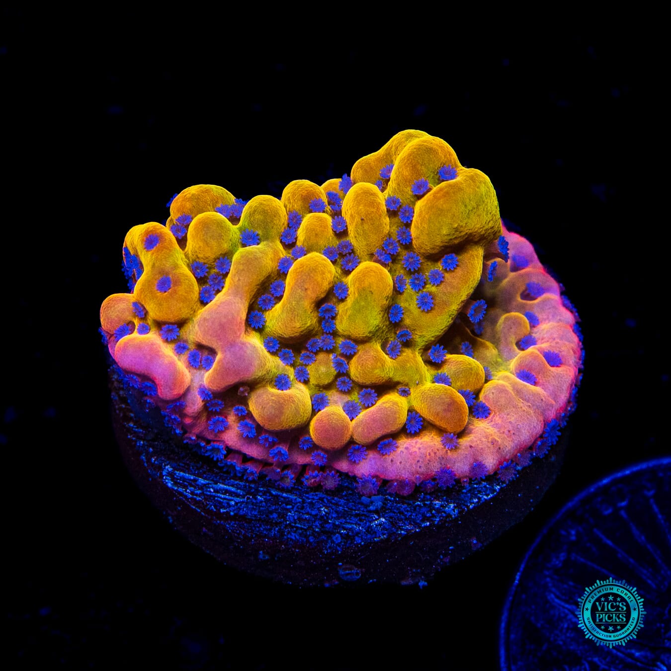 WWC Quicksand Montipora - Daylight Photo