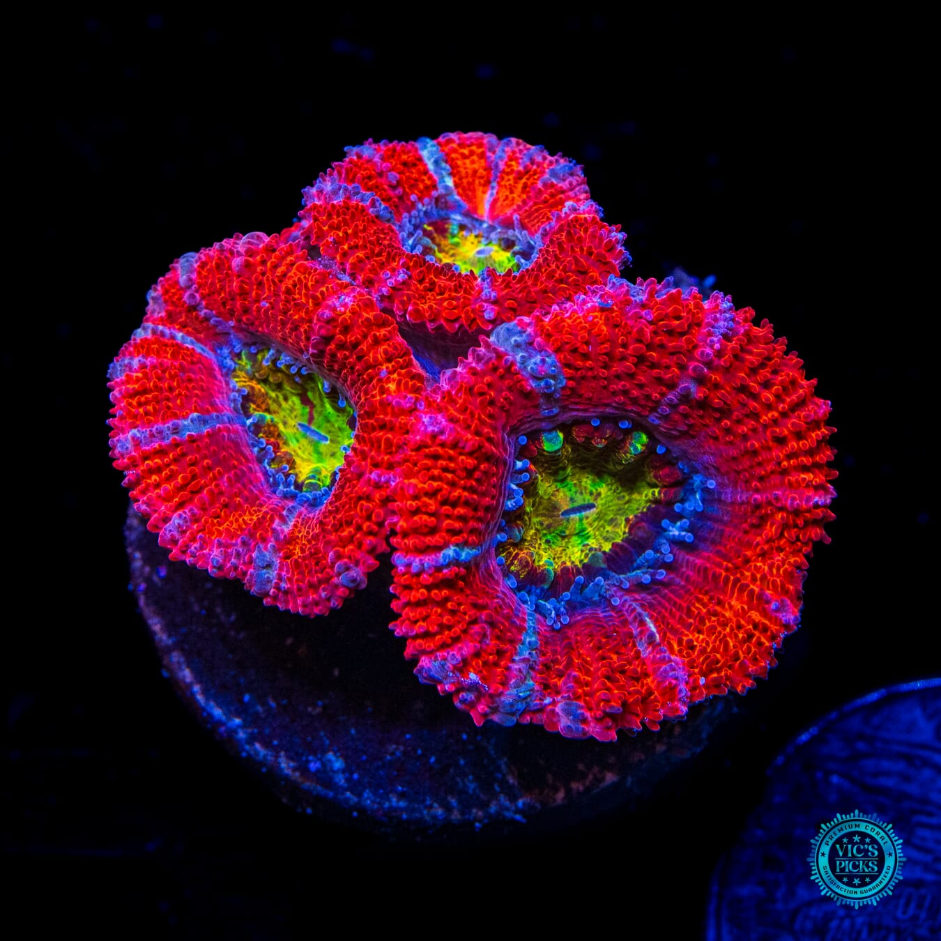 WWC Lava Burst Aussie Lord - Daylight Photo