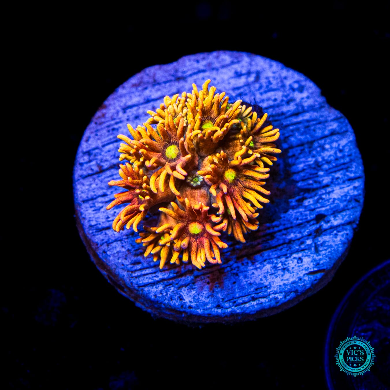 WWC Bomb Diggity Goniopora - Daylight Photo